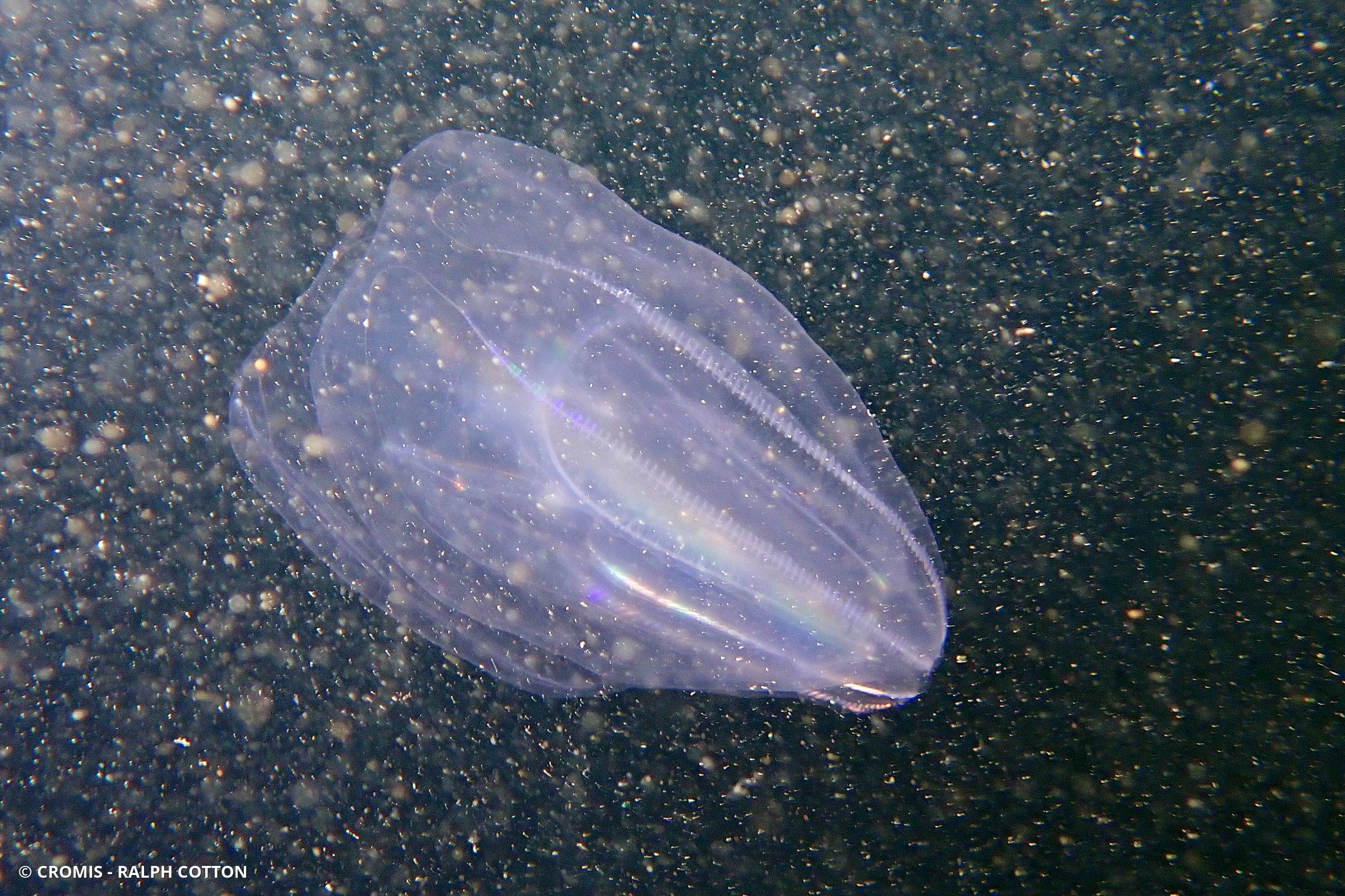Mnémiopsis