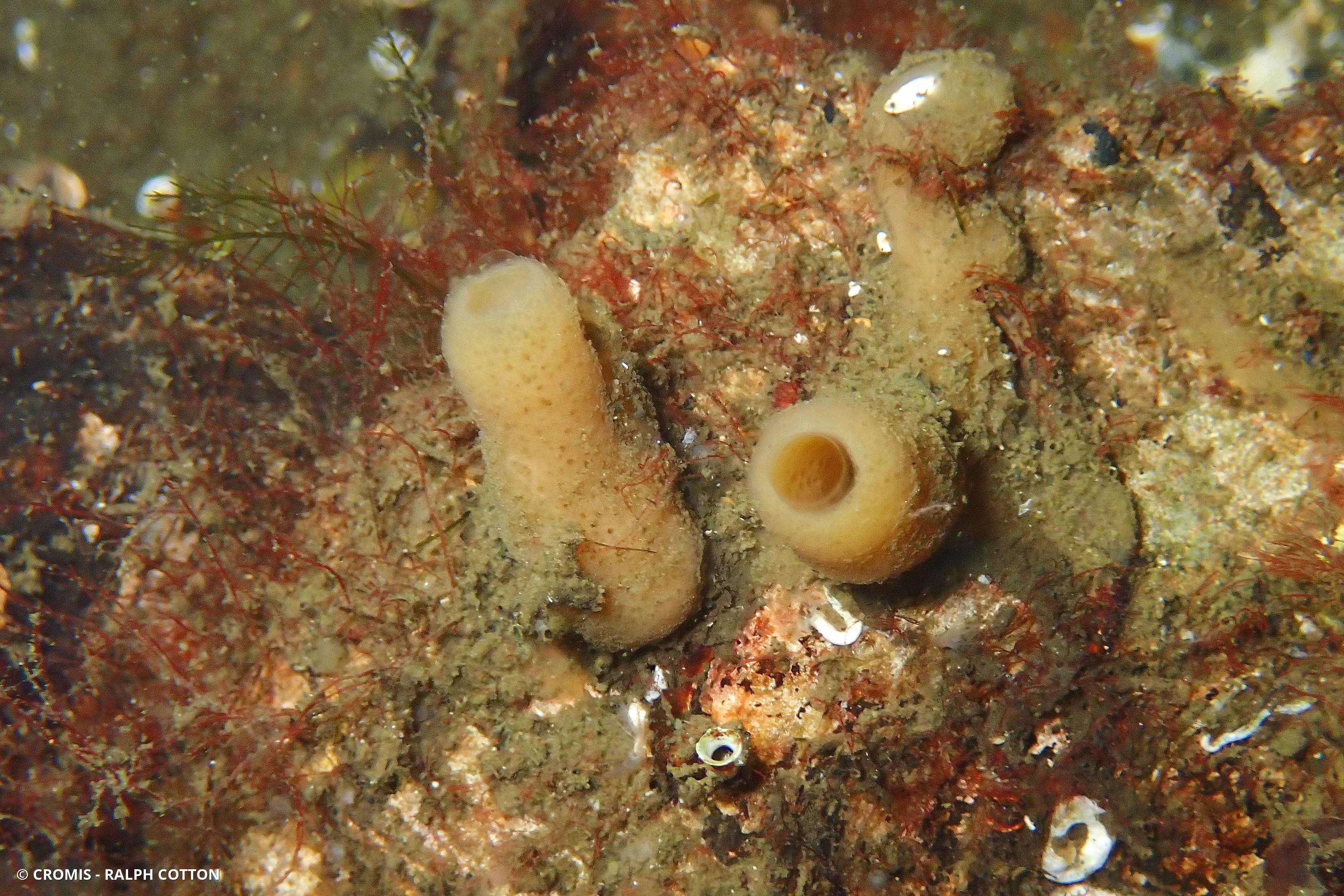 Chaline cendrée