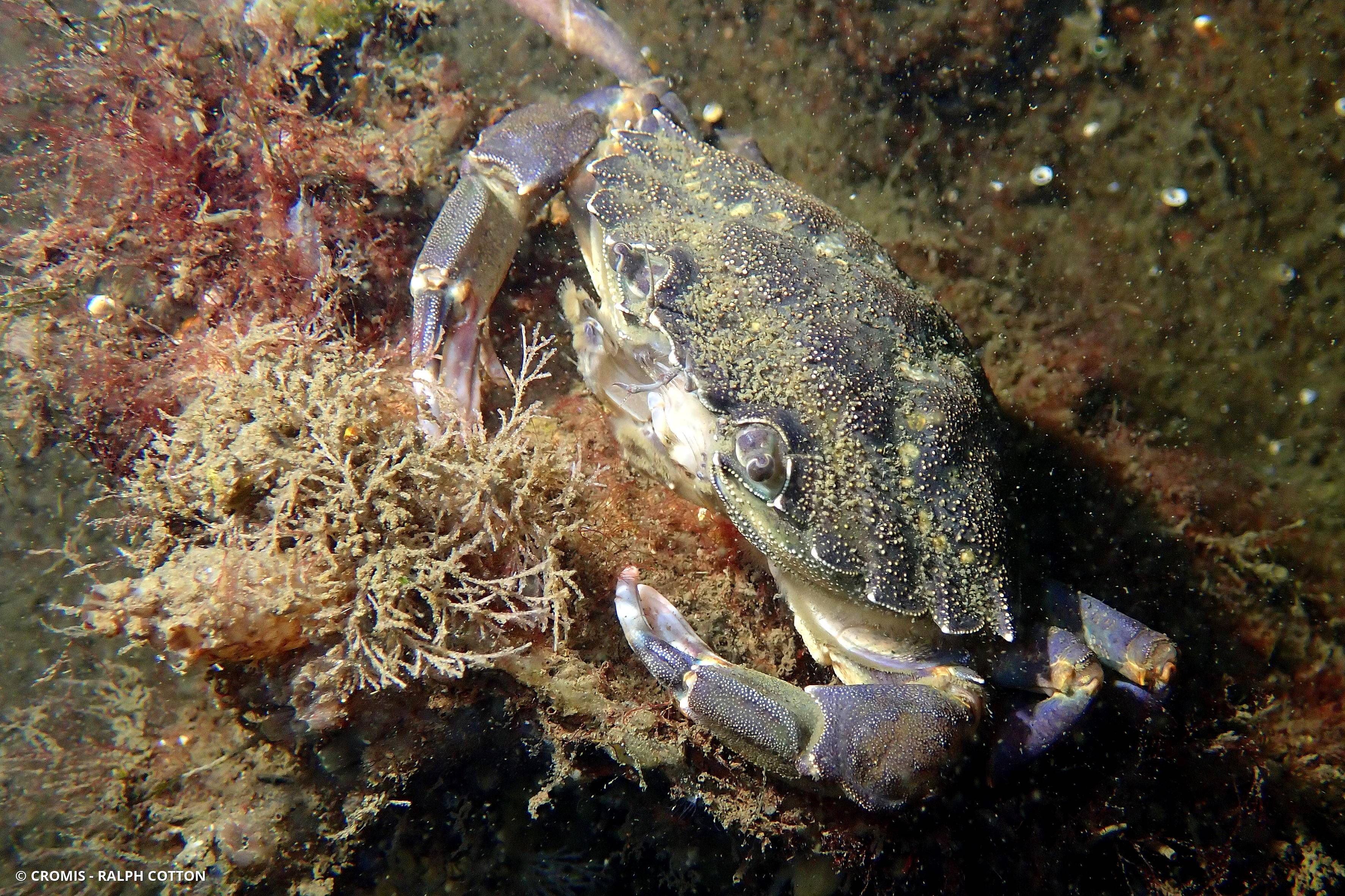 Crabe vert
