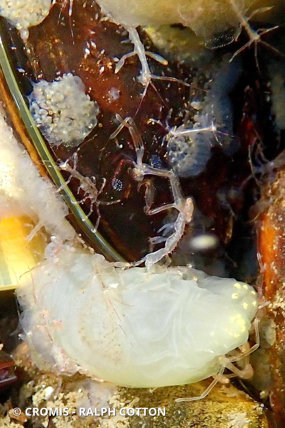 Caprelle japonaise