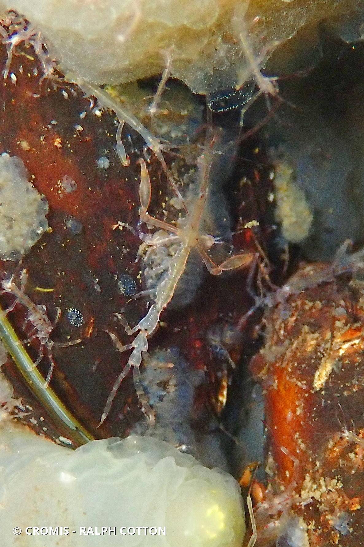 Caprelle japonaise