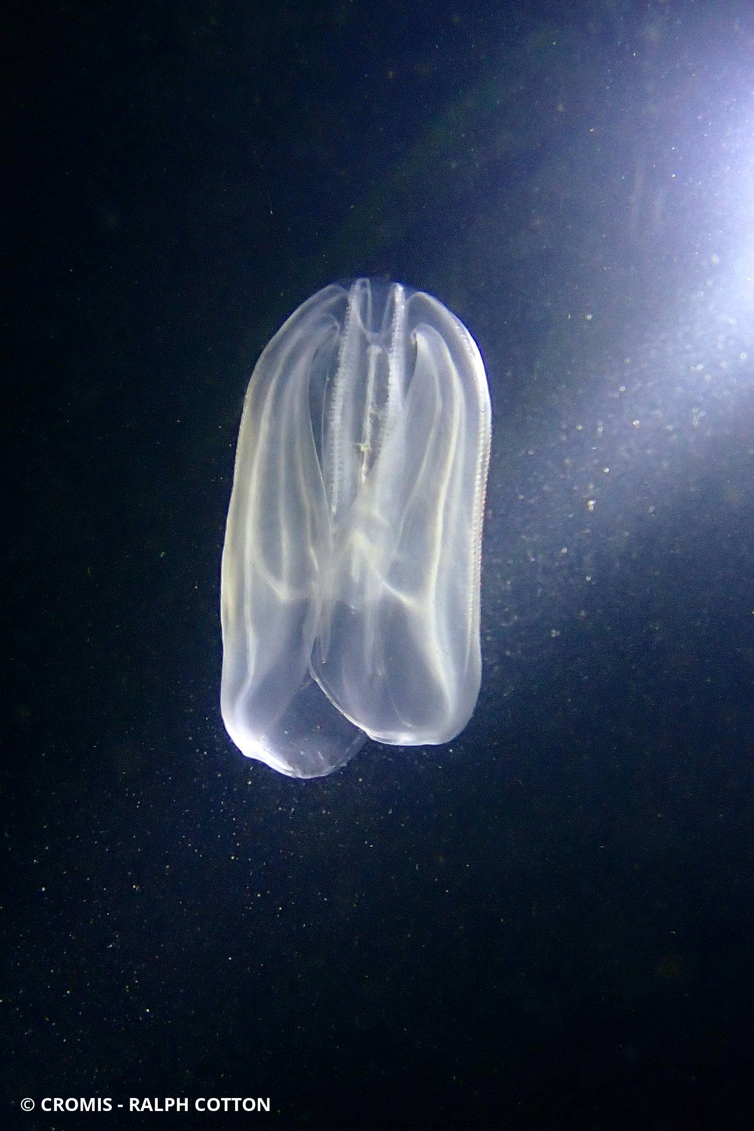 Mnémiopsis