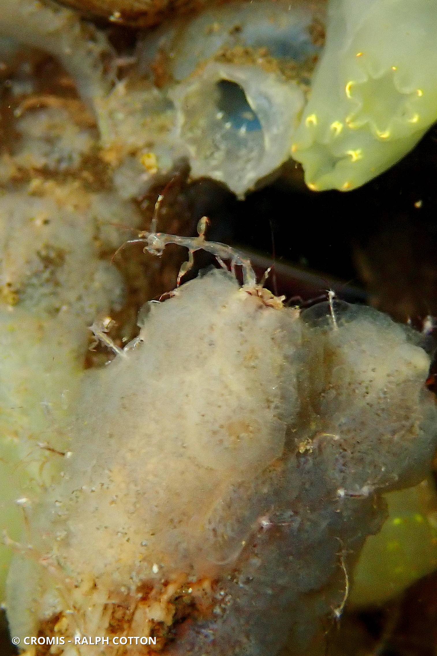 Caprelle japonaise
