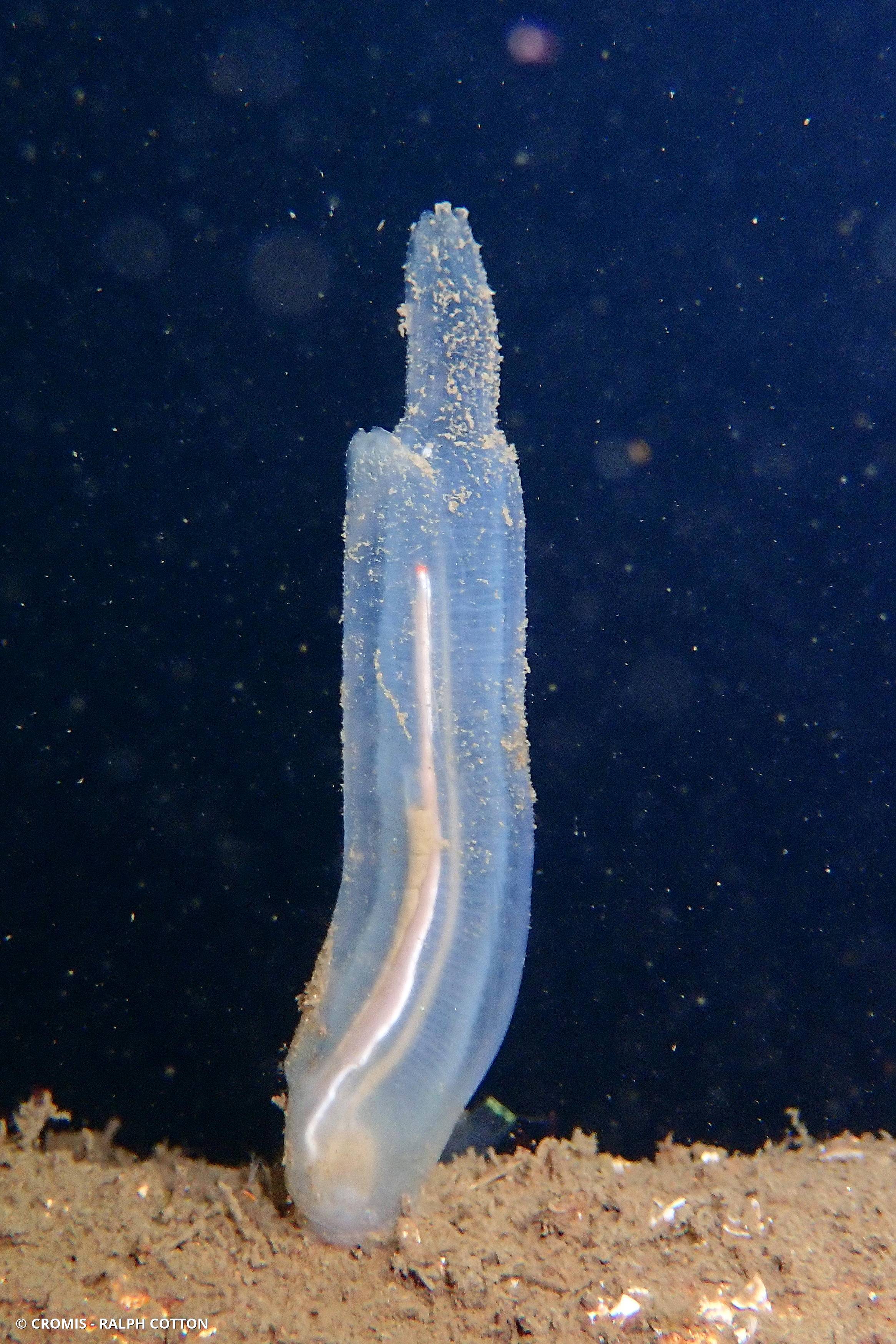 Cione intestinale