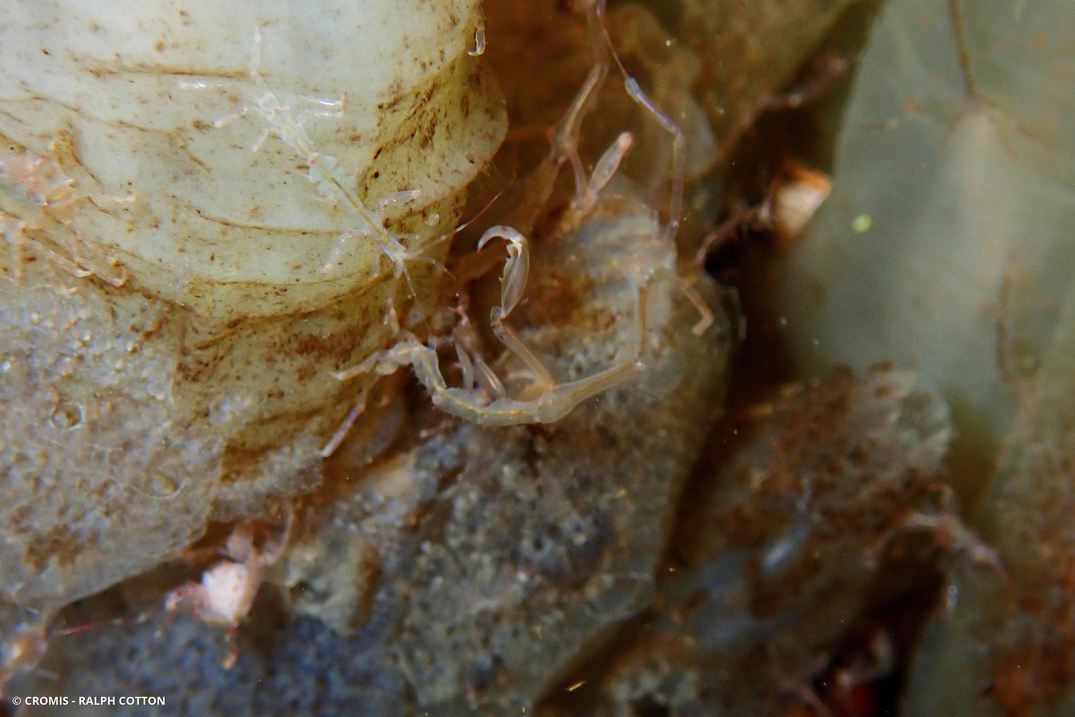 Caprelle japonaise