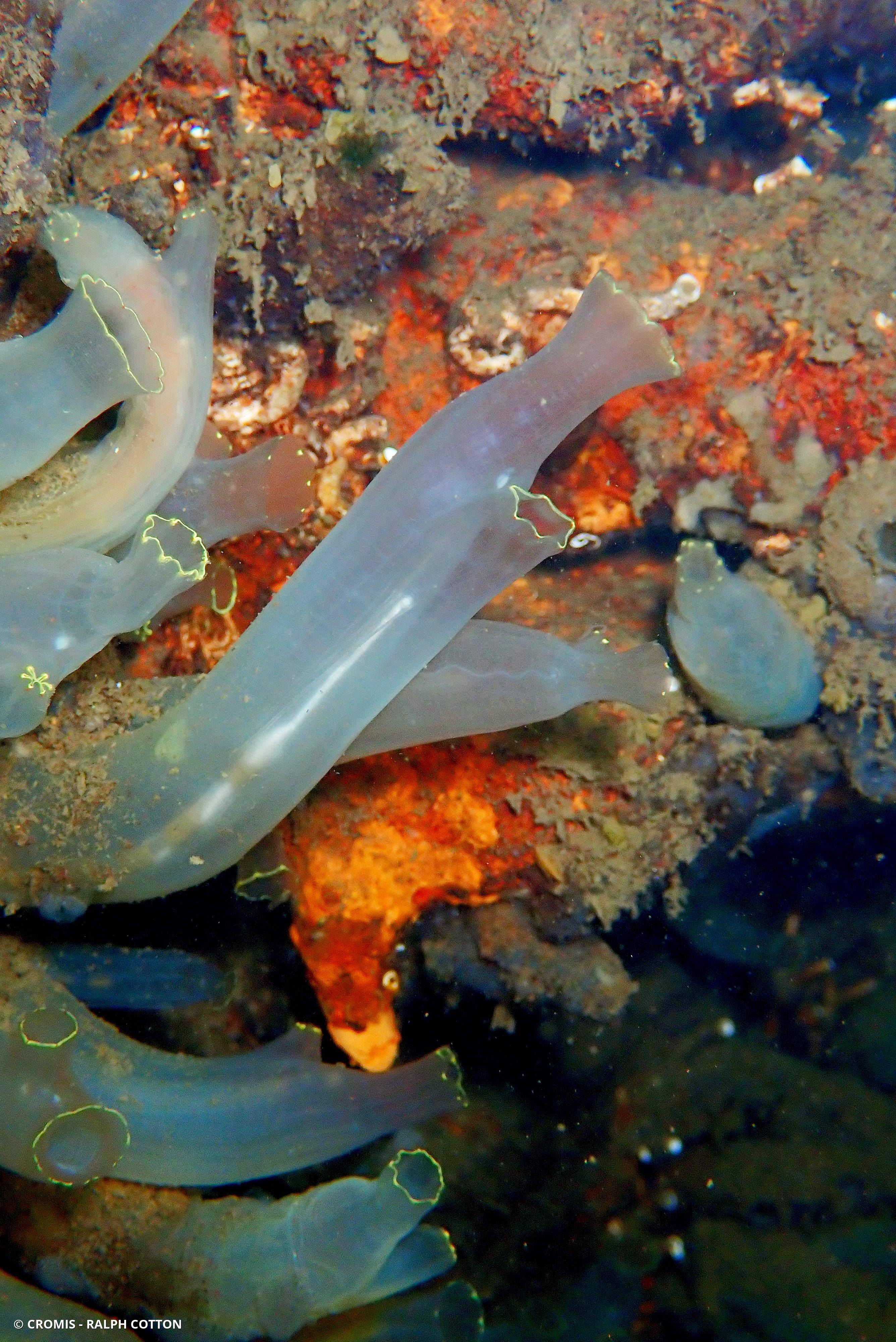 Cione intestinale