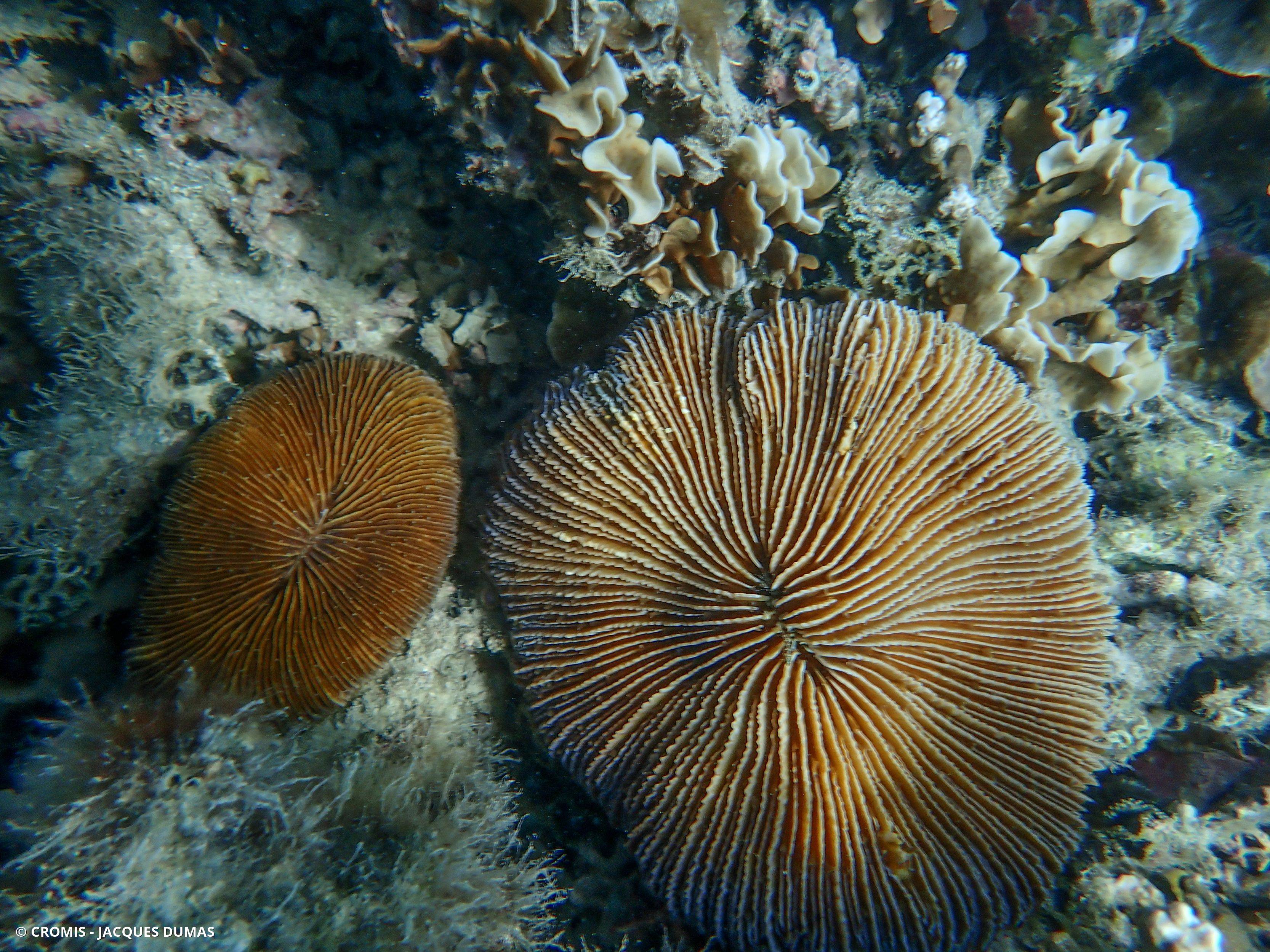 Corail champignon hirsute