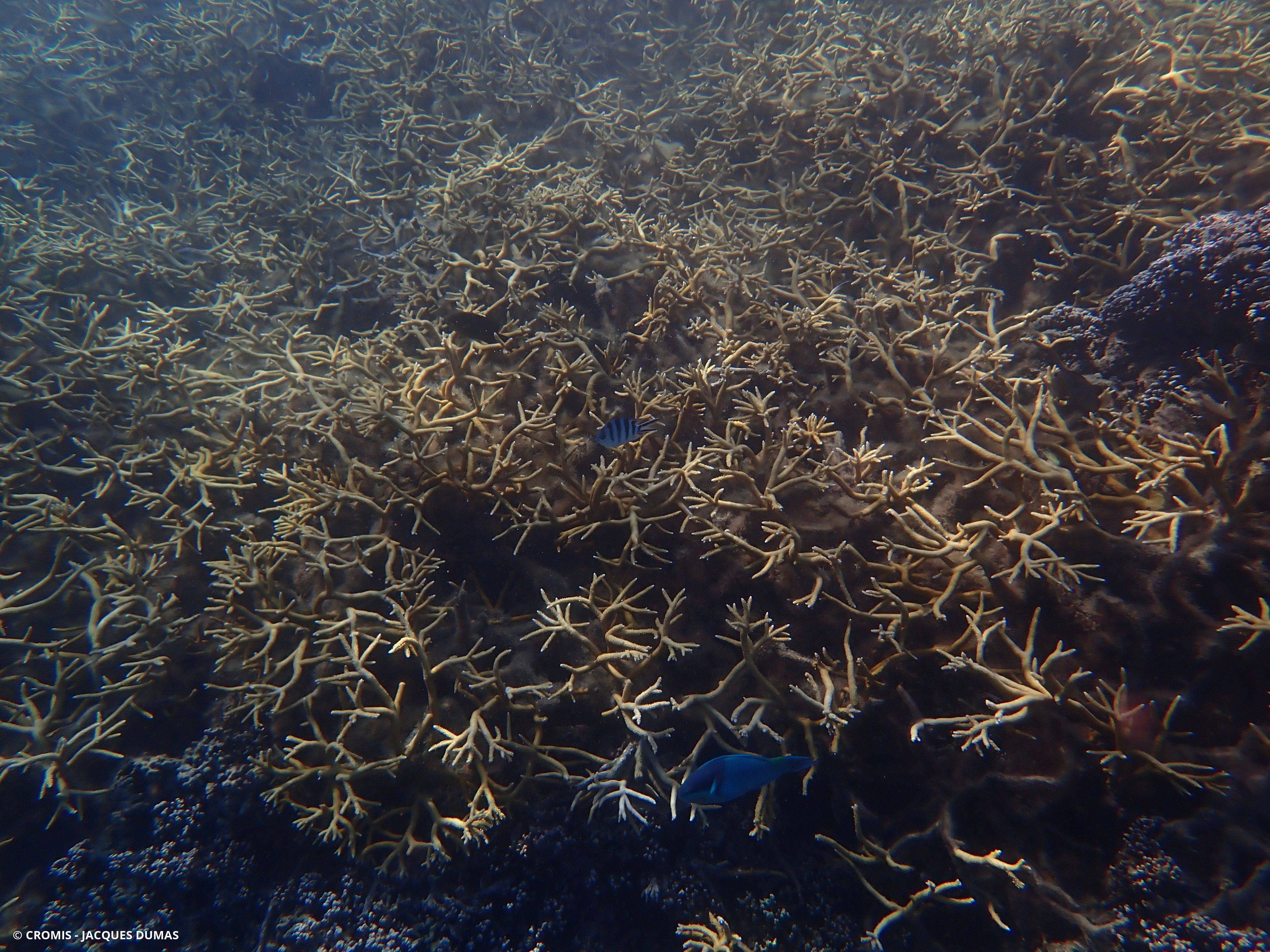 Acropore