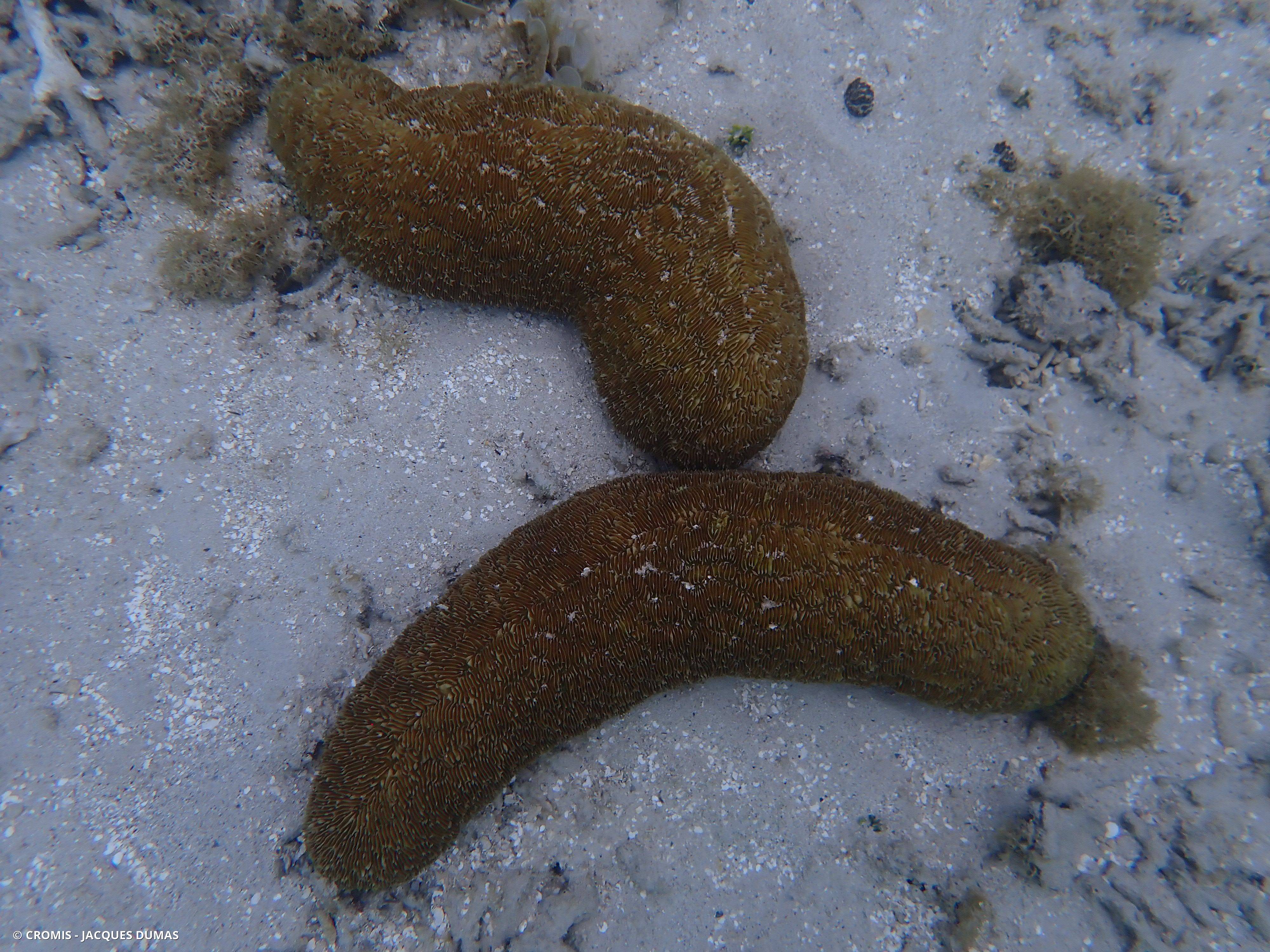 Corail boomerang