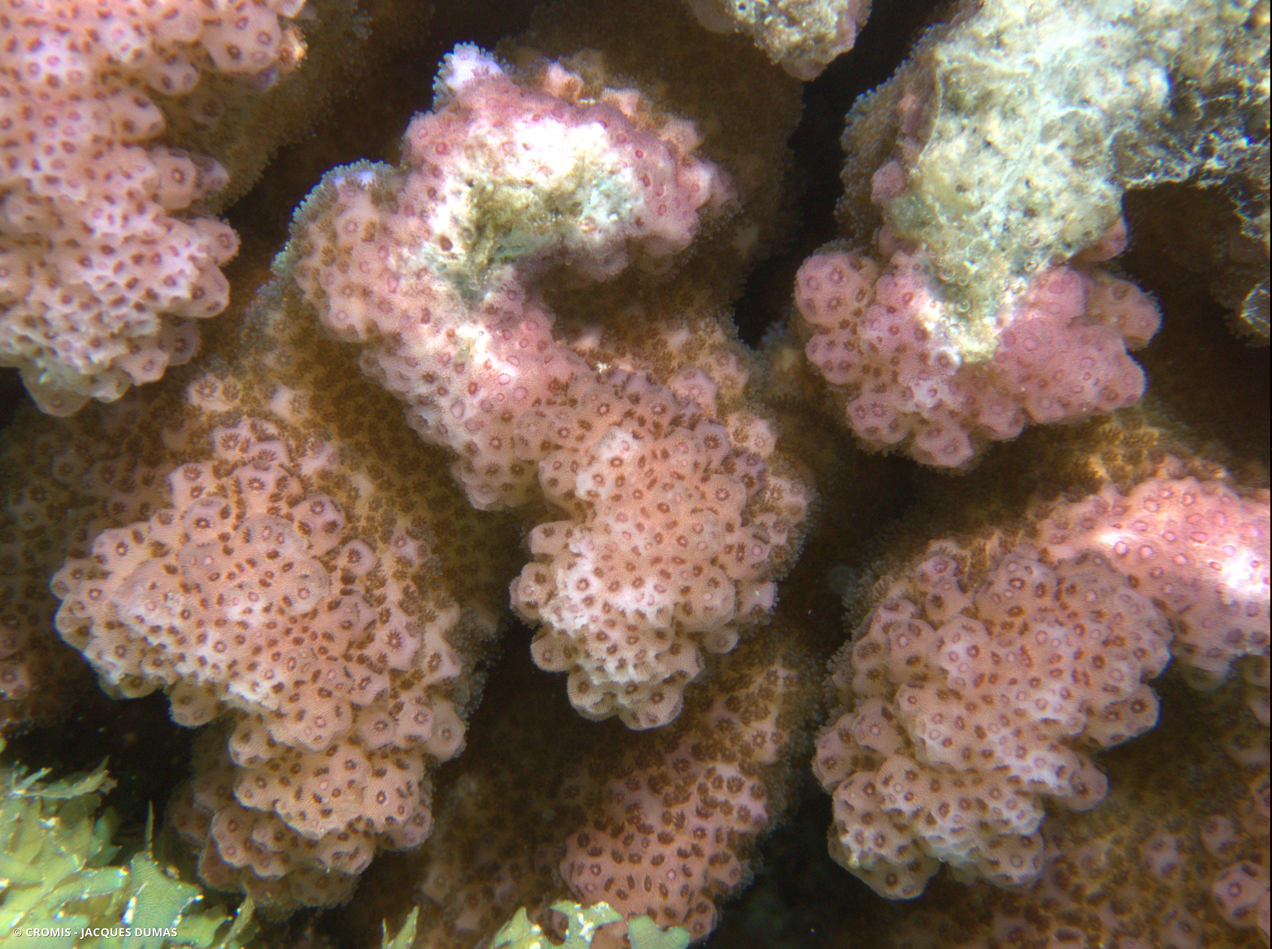 Zooxanthelle