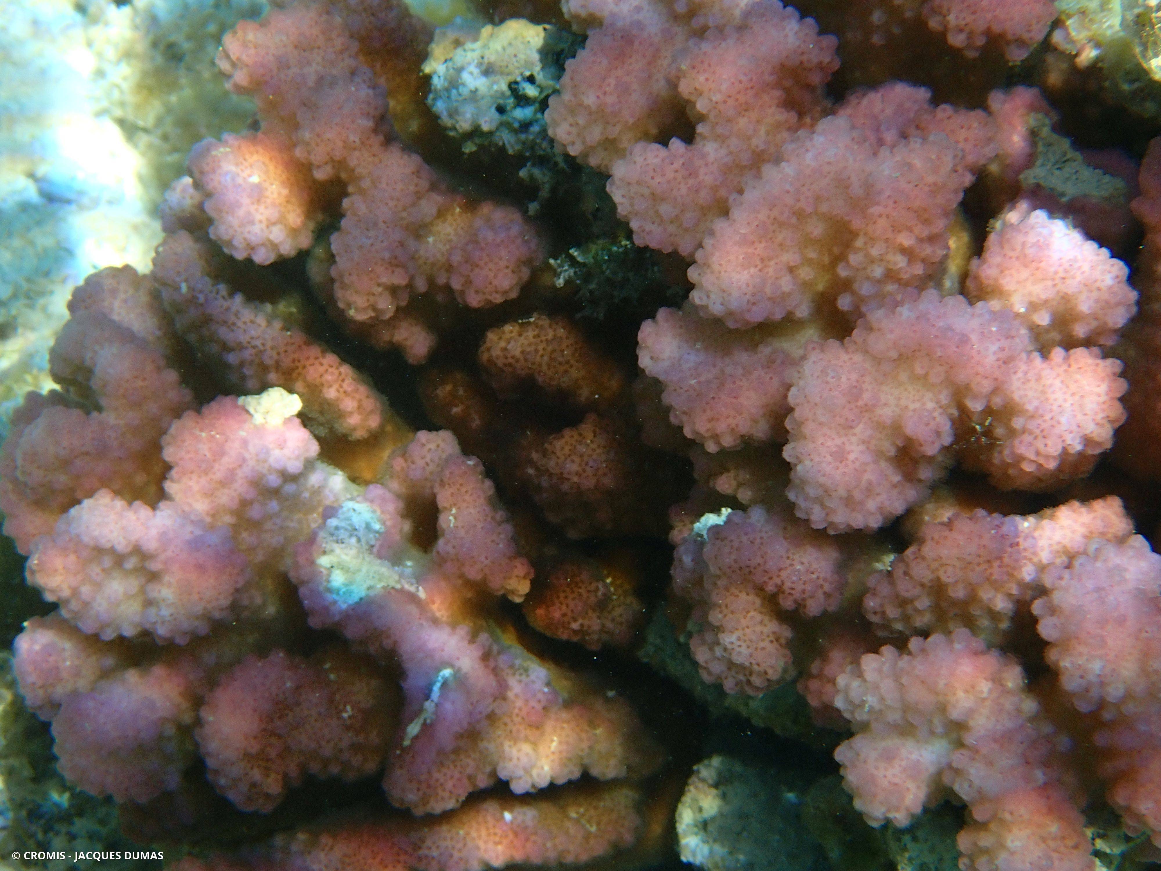 Corail chou-fleur