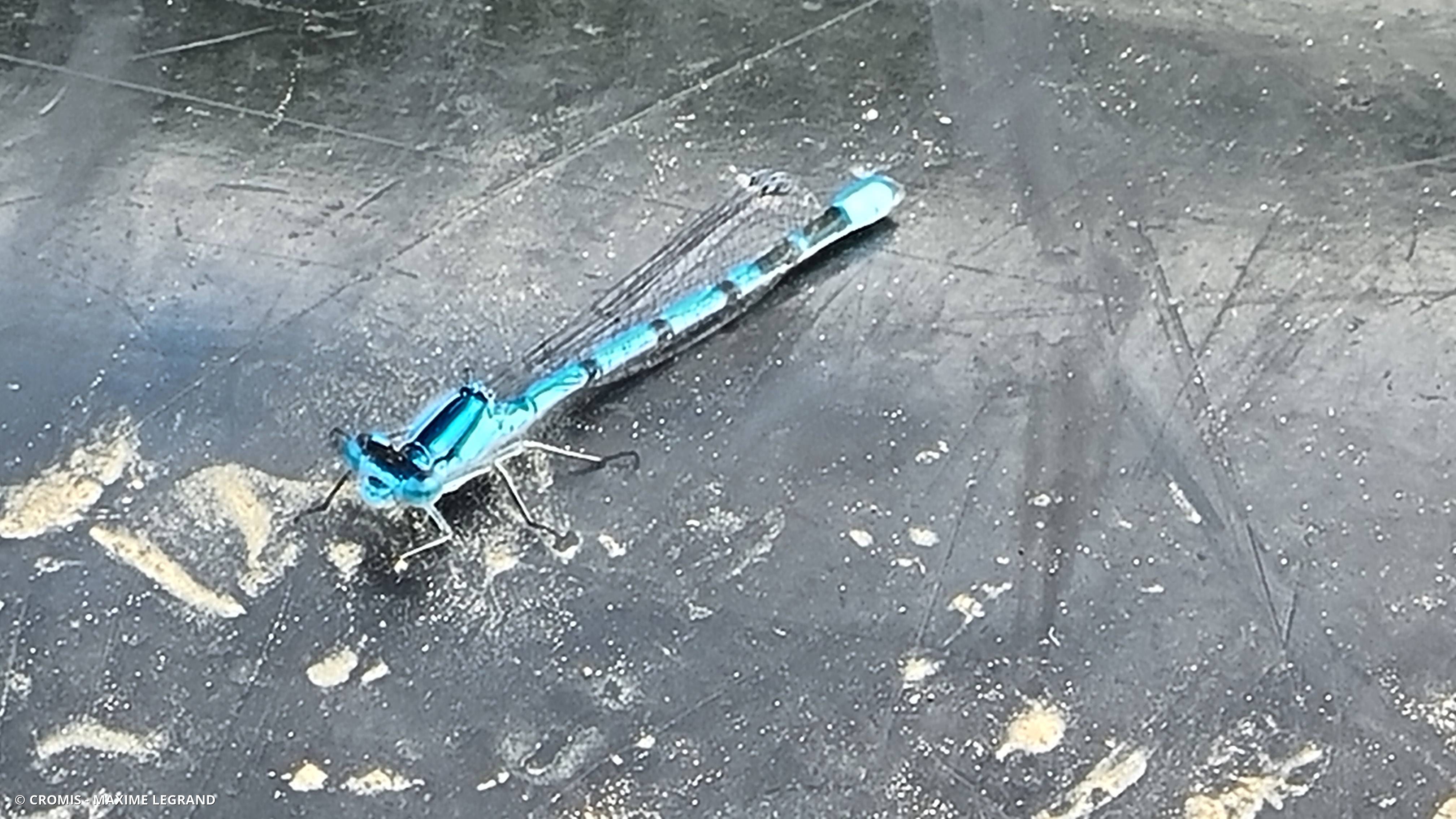 Agrion à larges pattes
