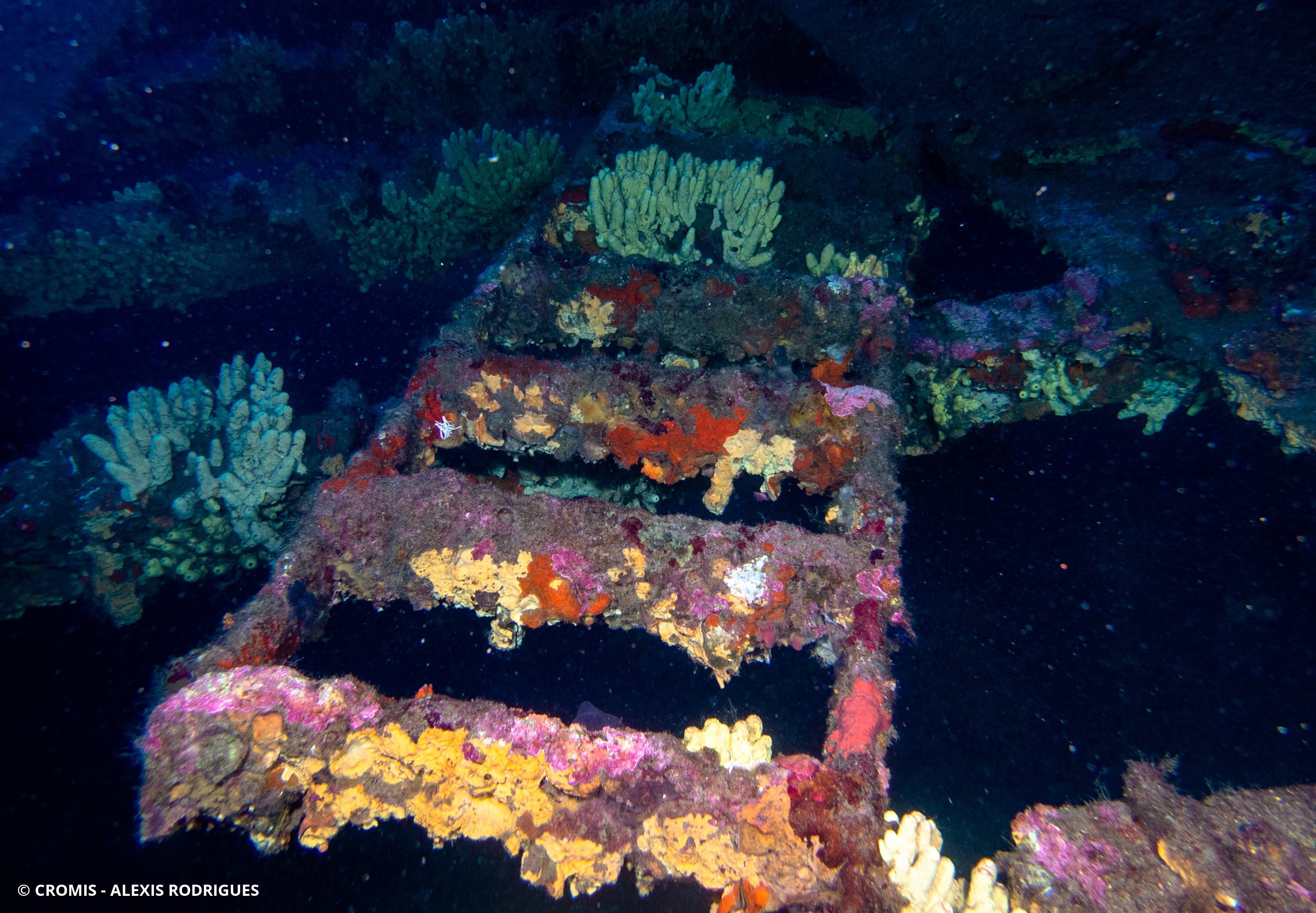 Eponge cavernicole jaune