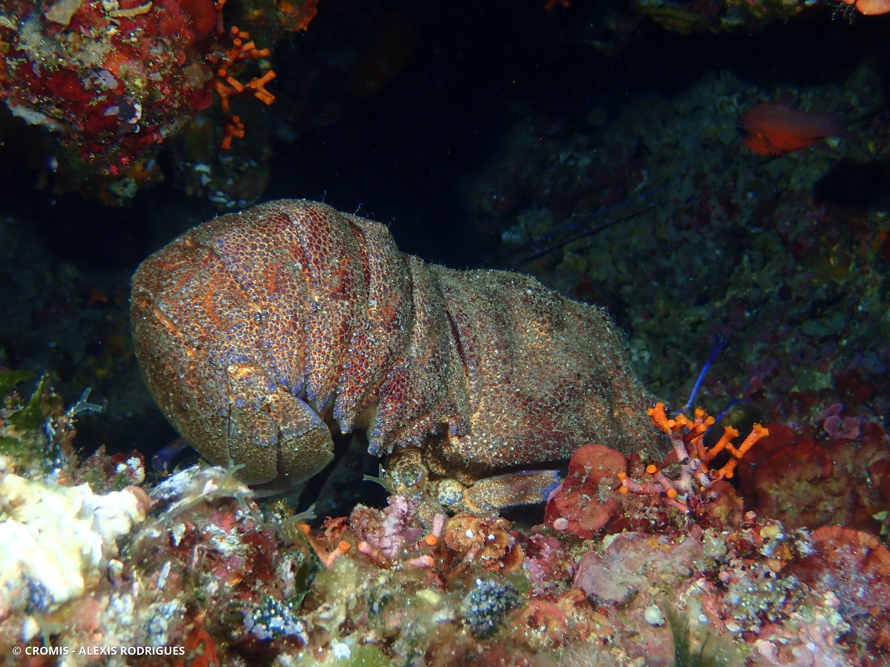 Grande cigale de mer