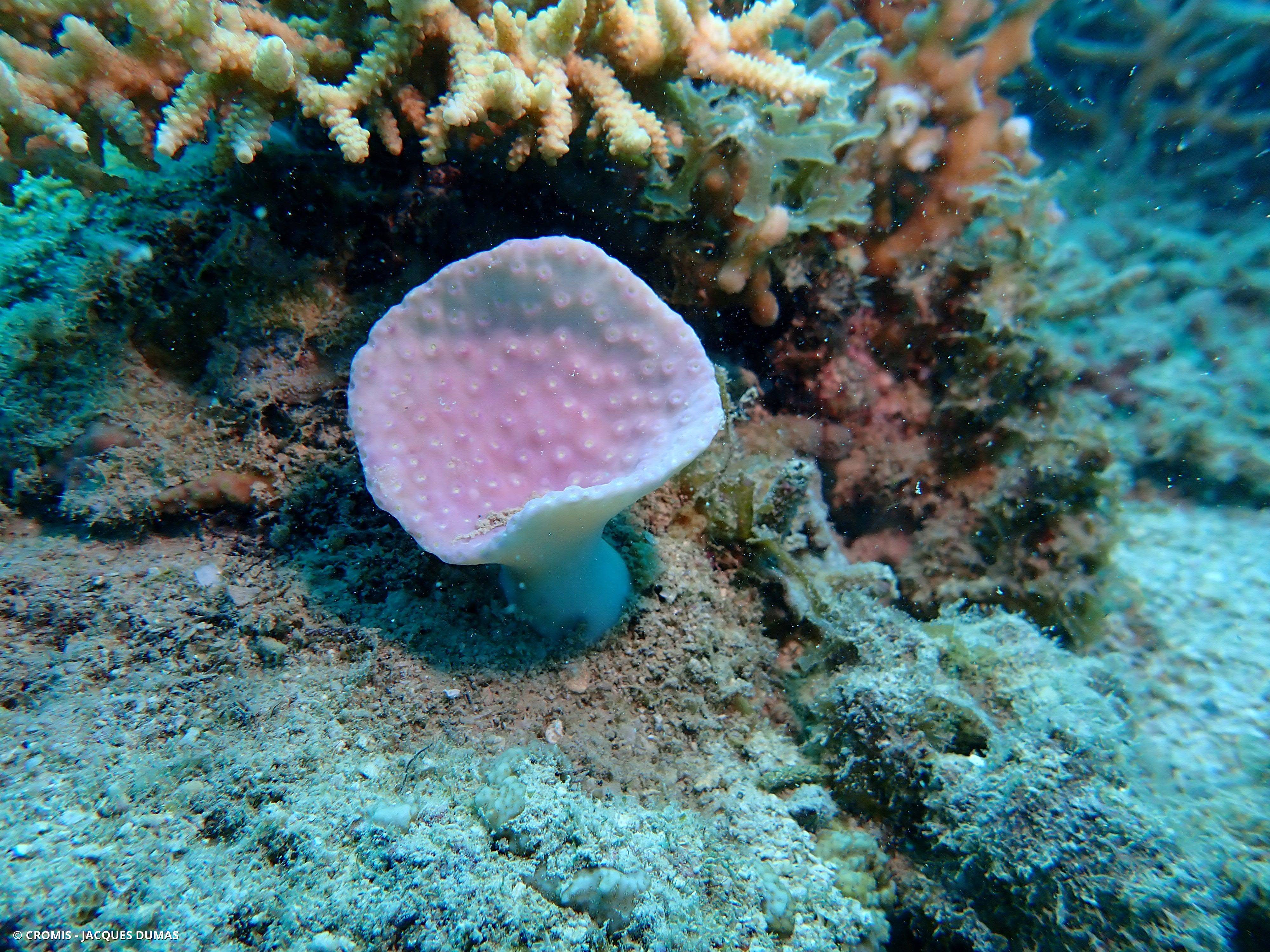 Corail coupe