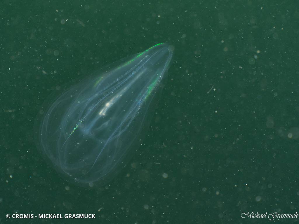 Mnémiopsis