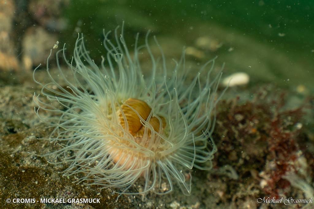 Sagartiogeton blanc