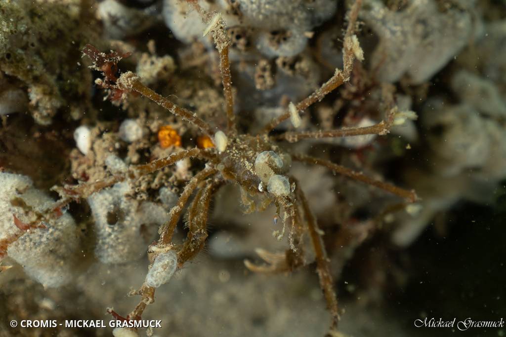 Macropode rostré