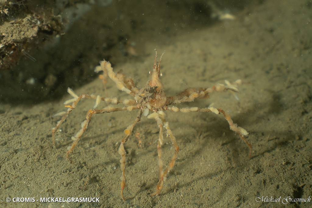 Macropode rostré