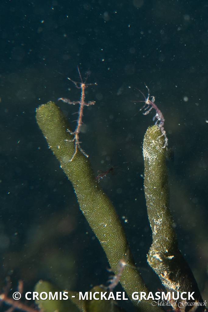 Caprelle japonaise