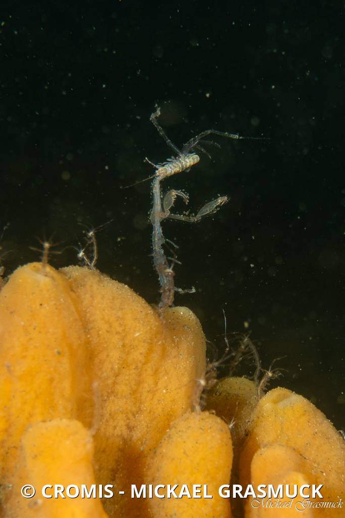 Caprelle japonaise