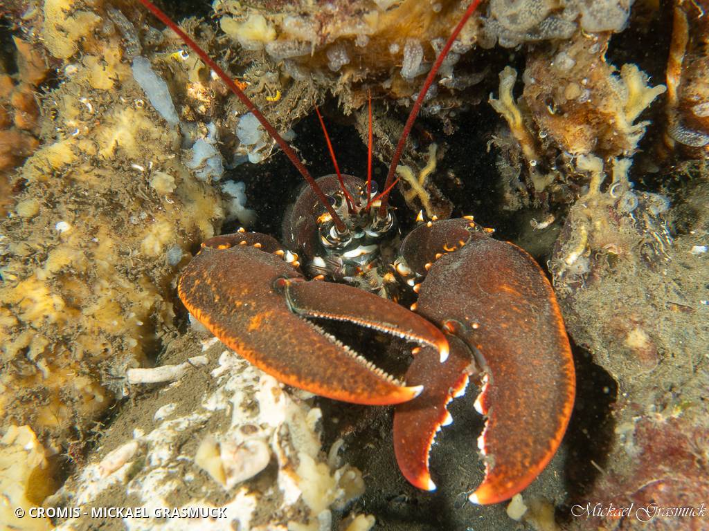 Homard européen