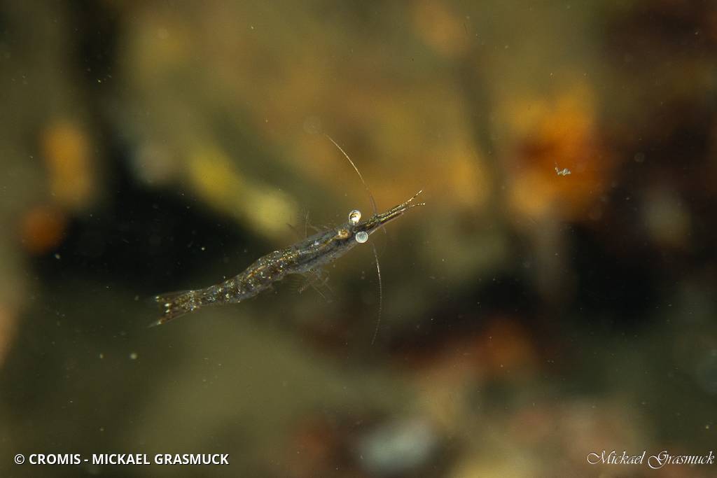 Crevette caméléon