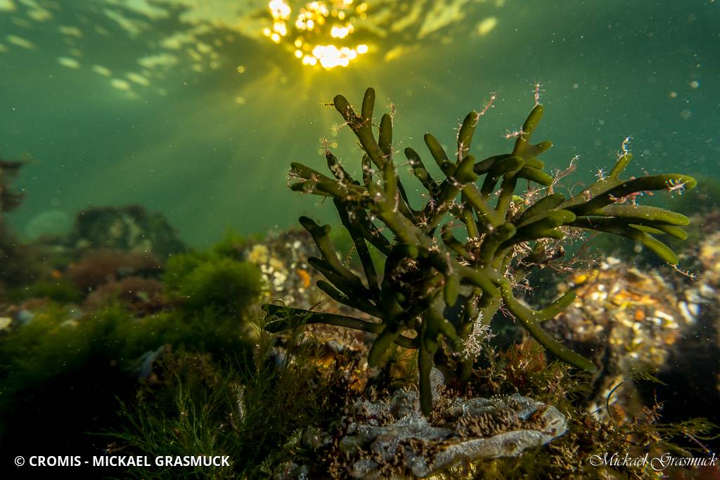 Codium allongé