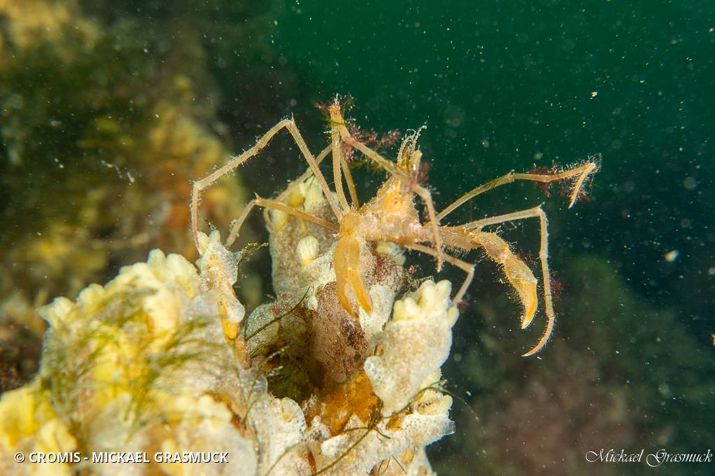 Macropode rostré