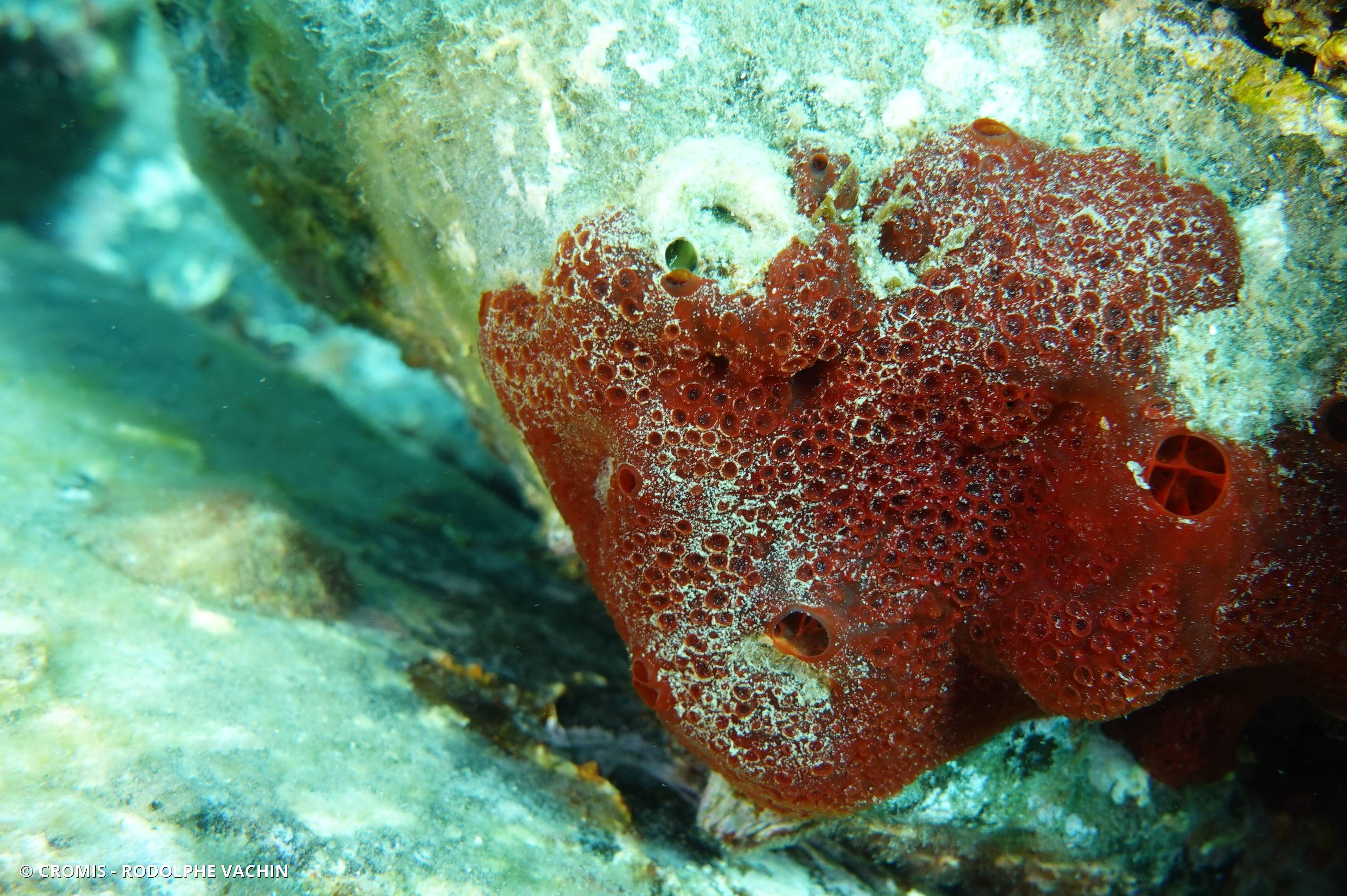 Eponge rouge à cratères