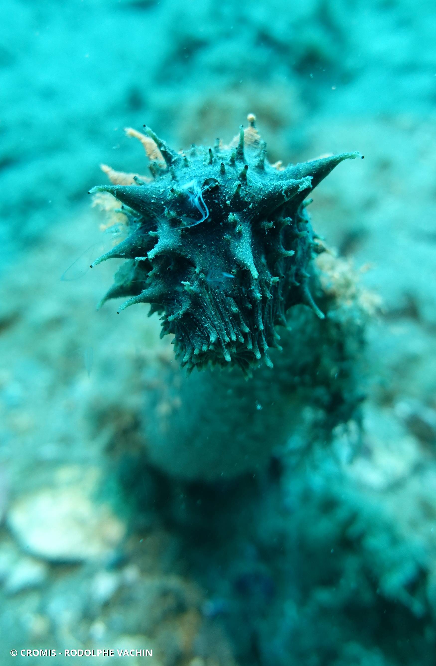 Holothurie tubuleuse