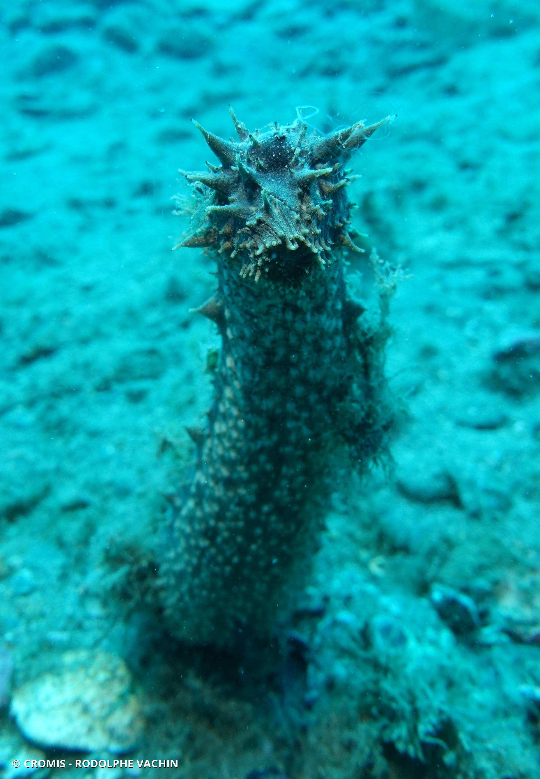 Holothurie tubuleuse
