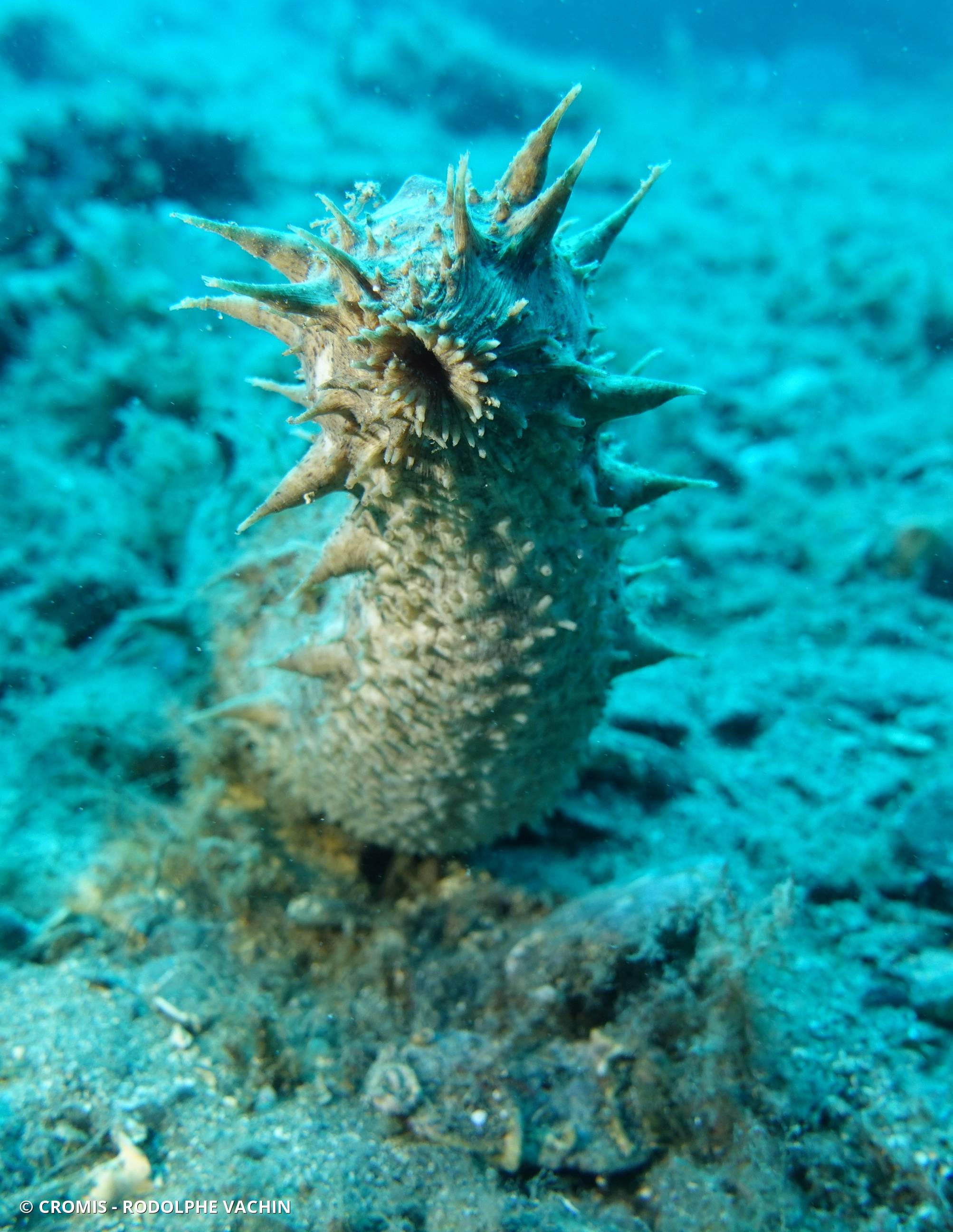 Holothurie tubuleuse
