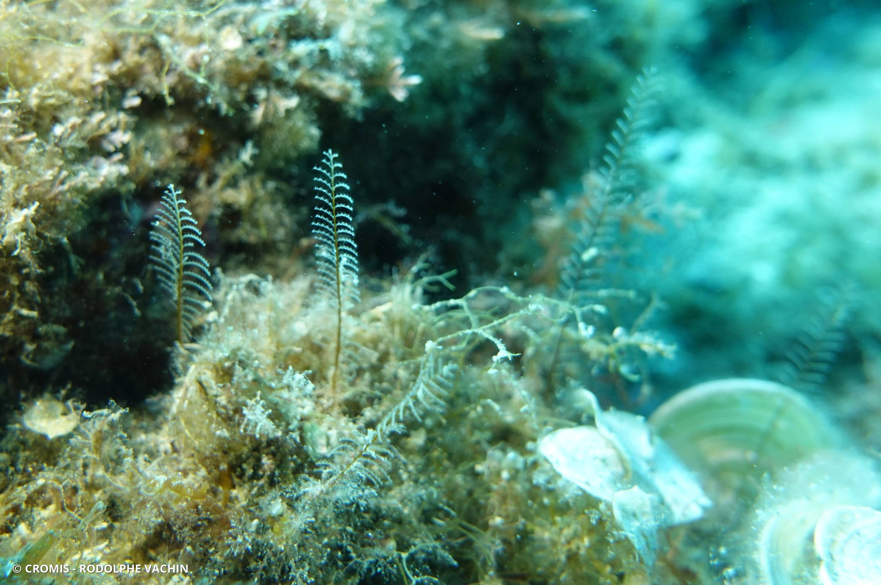 Halopteris de Liechtenstern