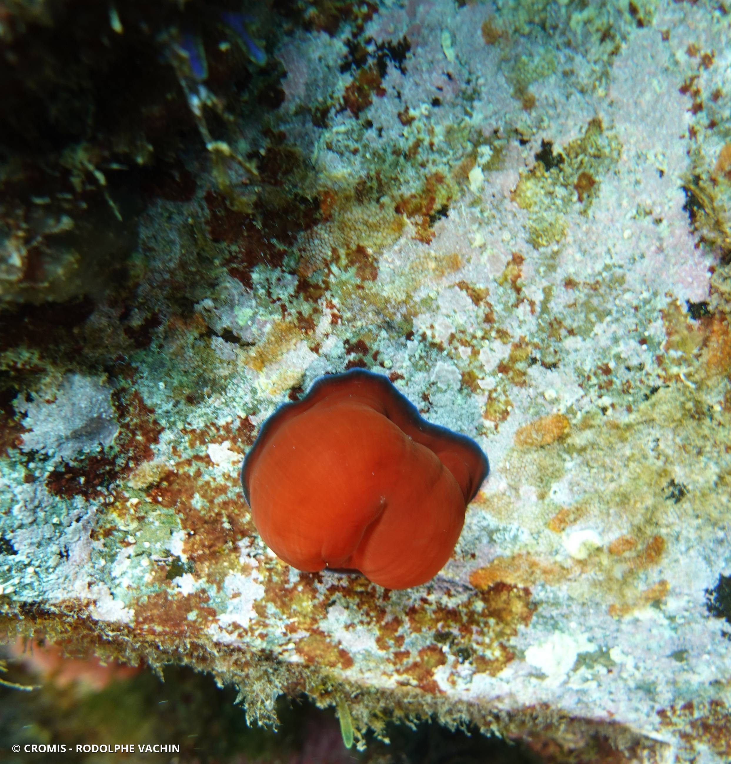 Tomate de mer de Méditerranée