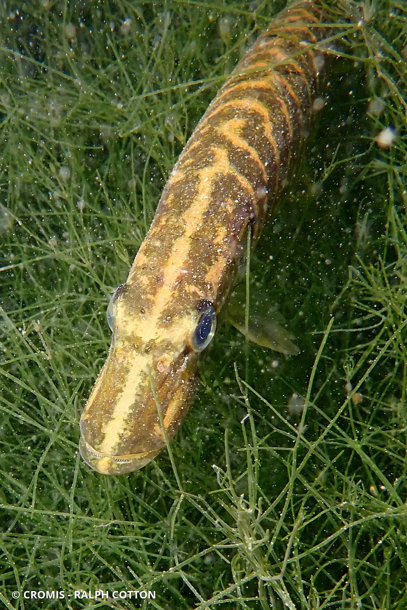 Brochet