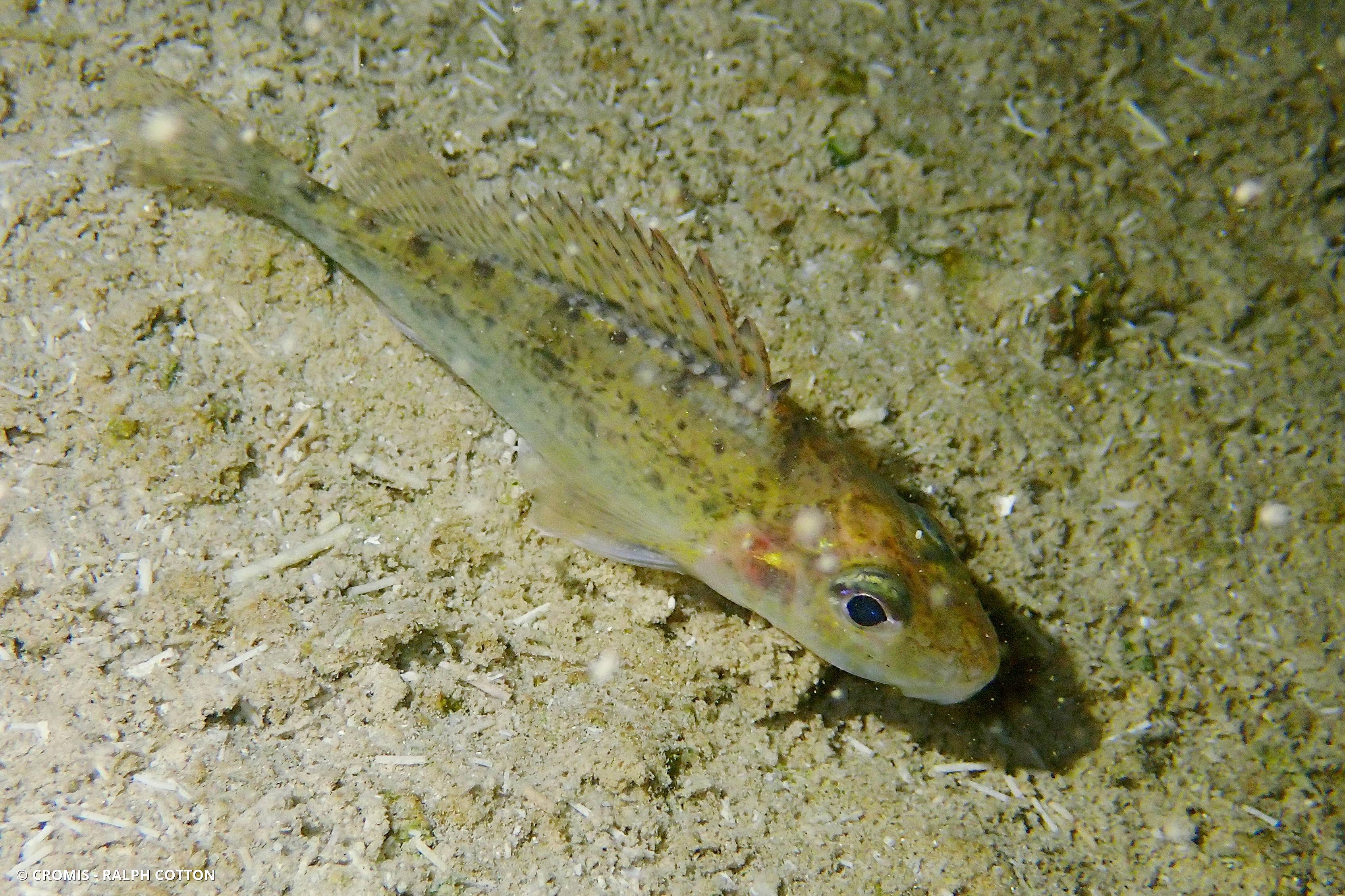 Grémille