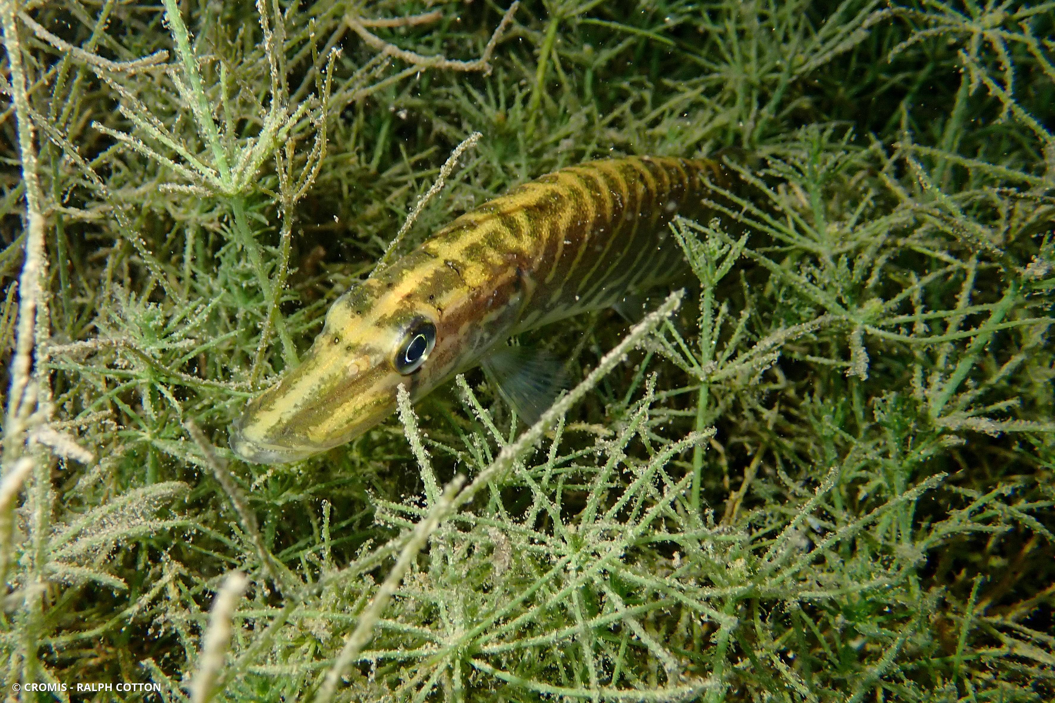 Brochet