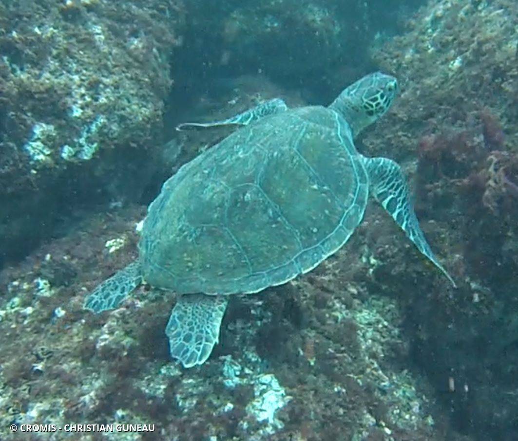 Tortue verte