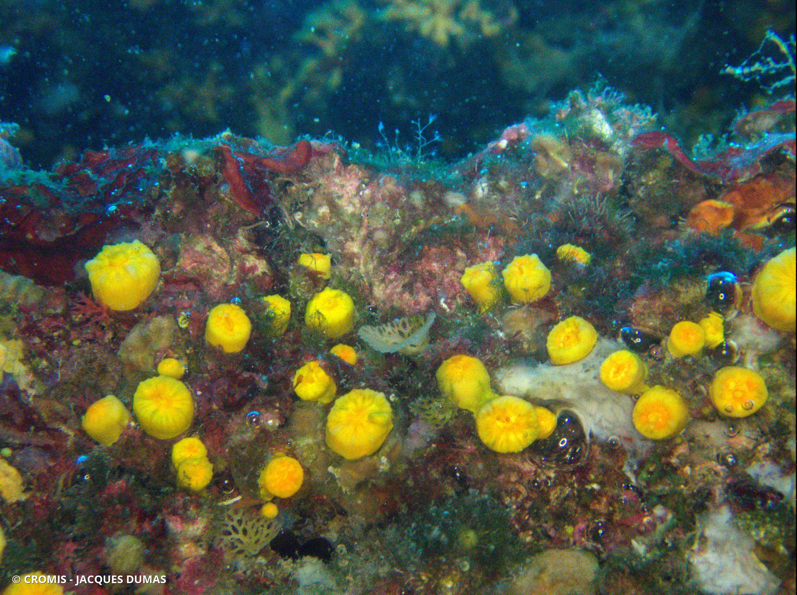 Corail jaune solitaire