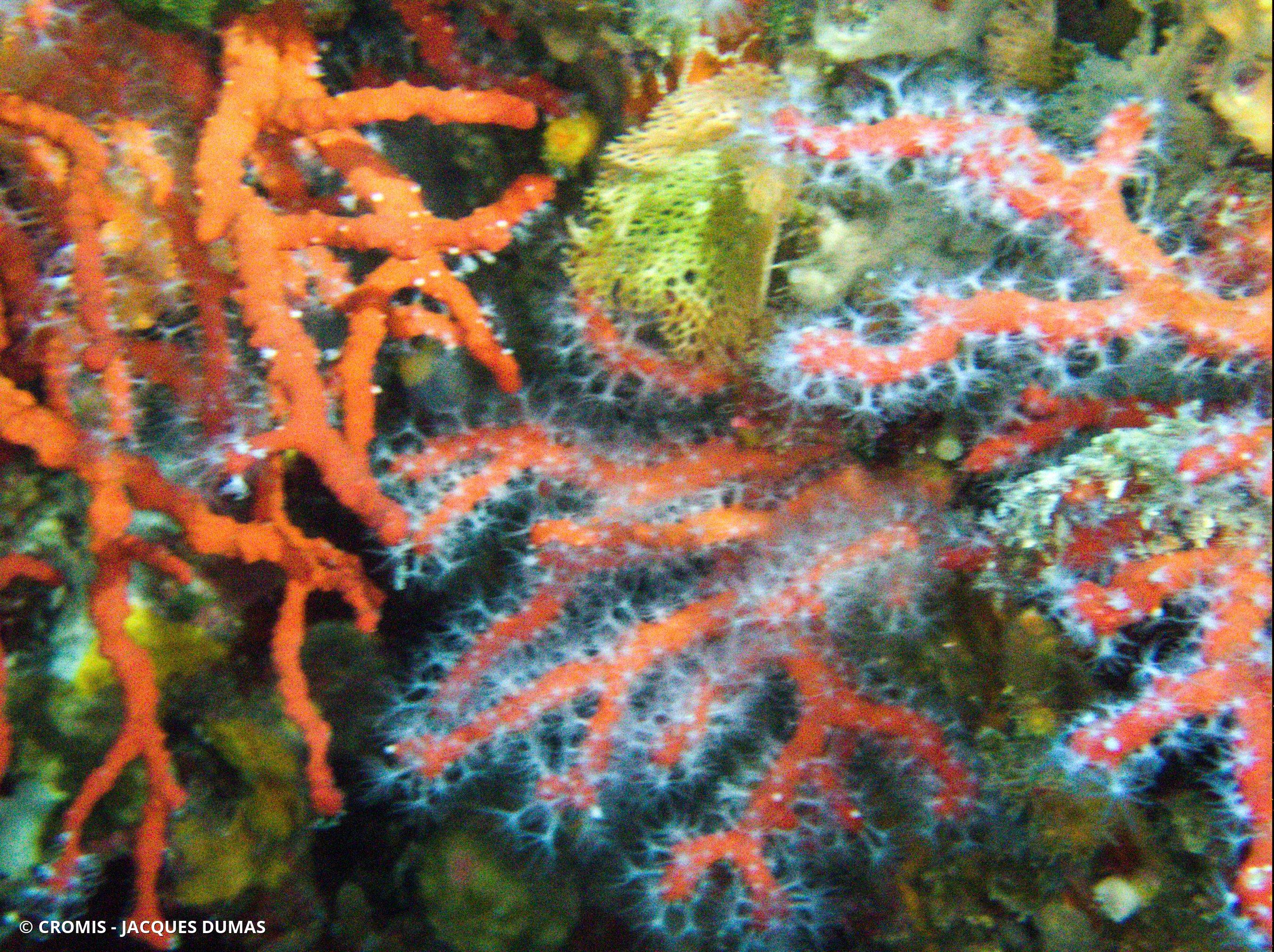 Corail rouge de Méditerranée