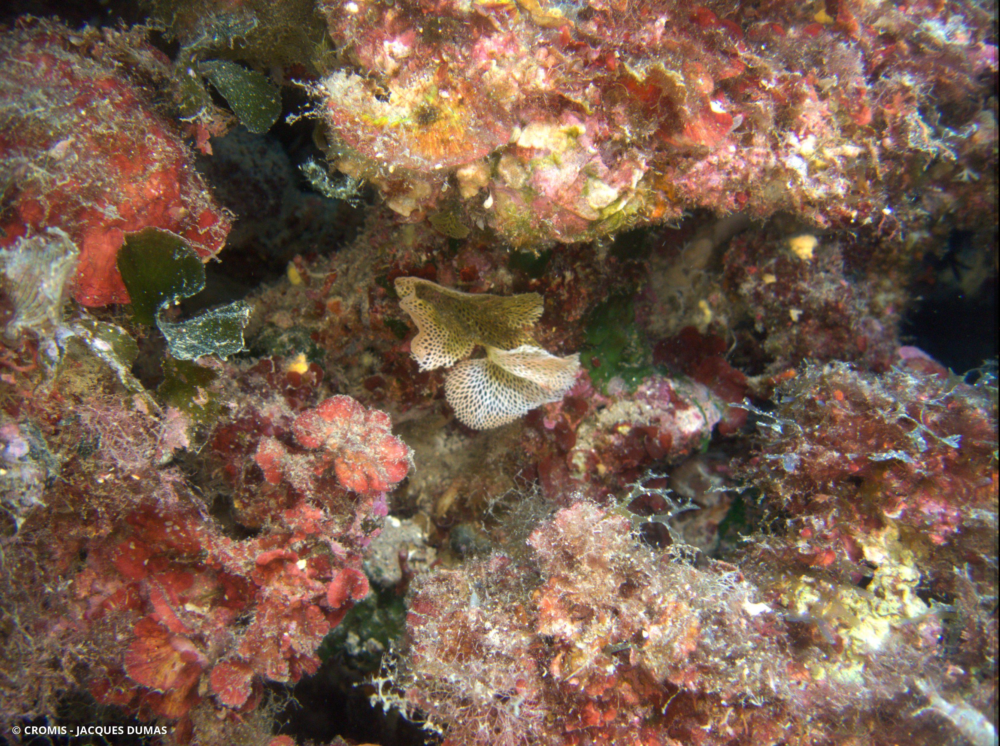 Dentelle des grottes