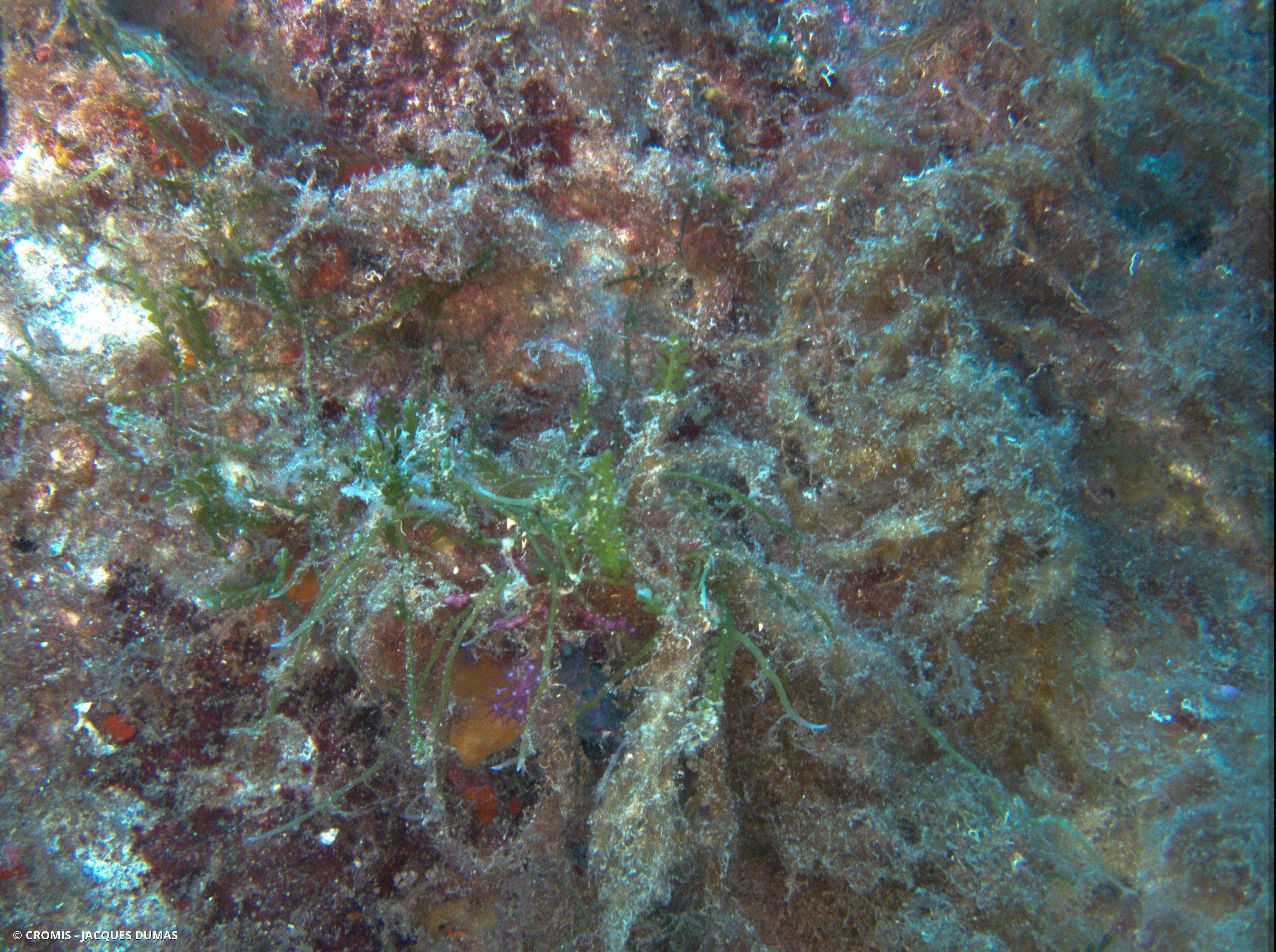 Caulerpe cylindracée