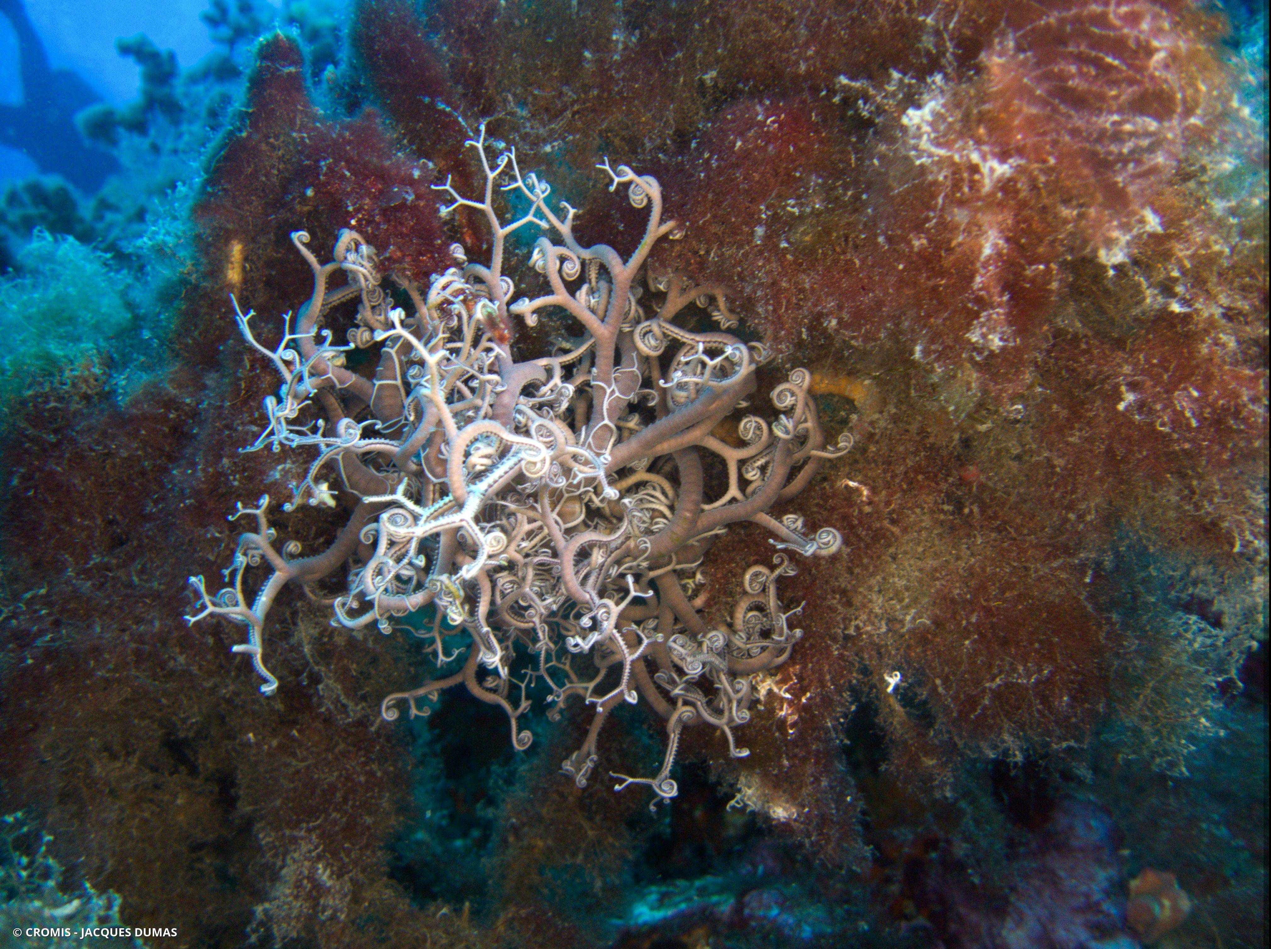 Gorgonocéphale