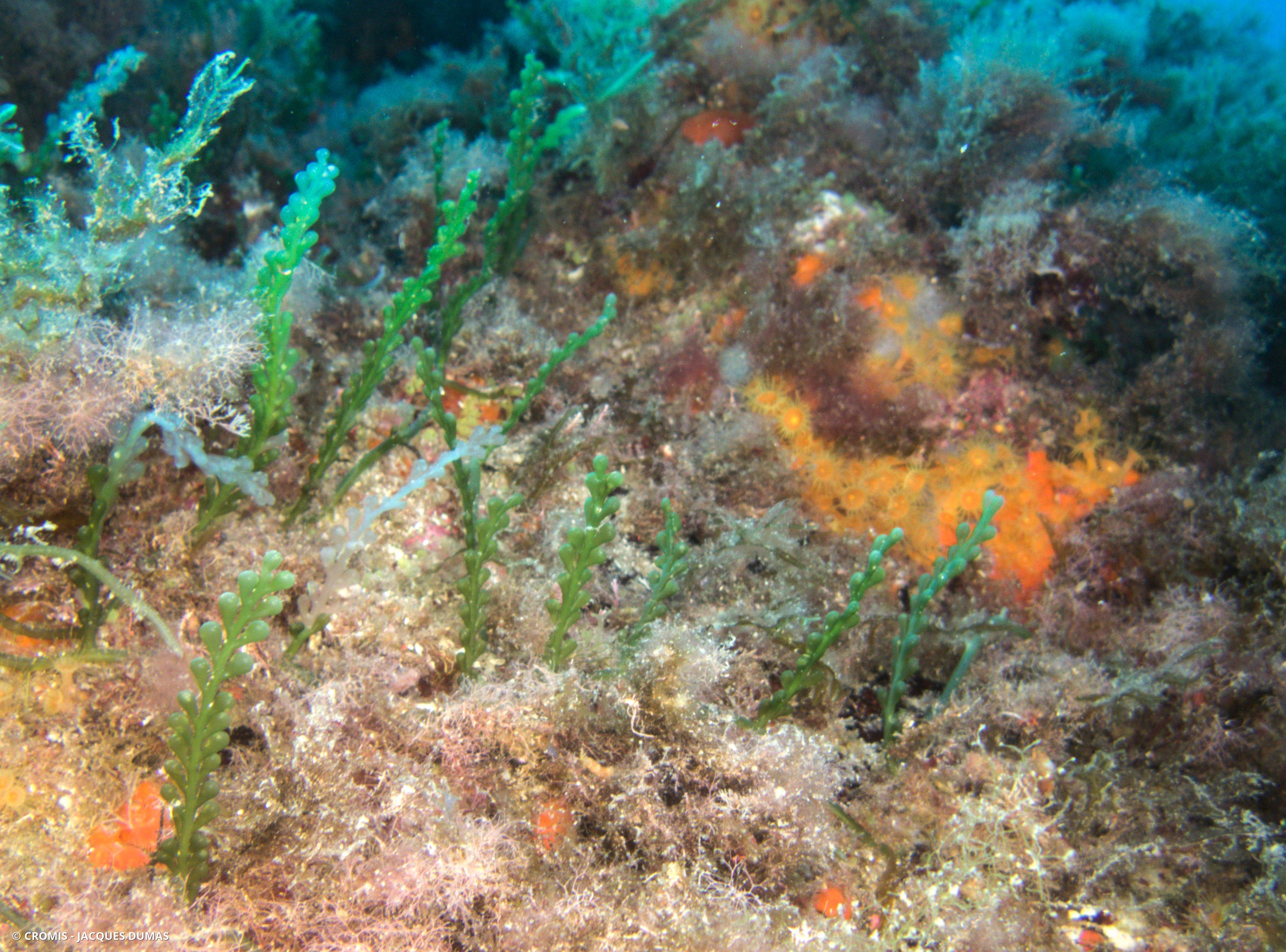 Caulerpe cylindracée
