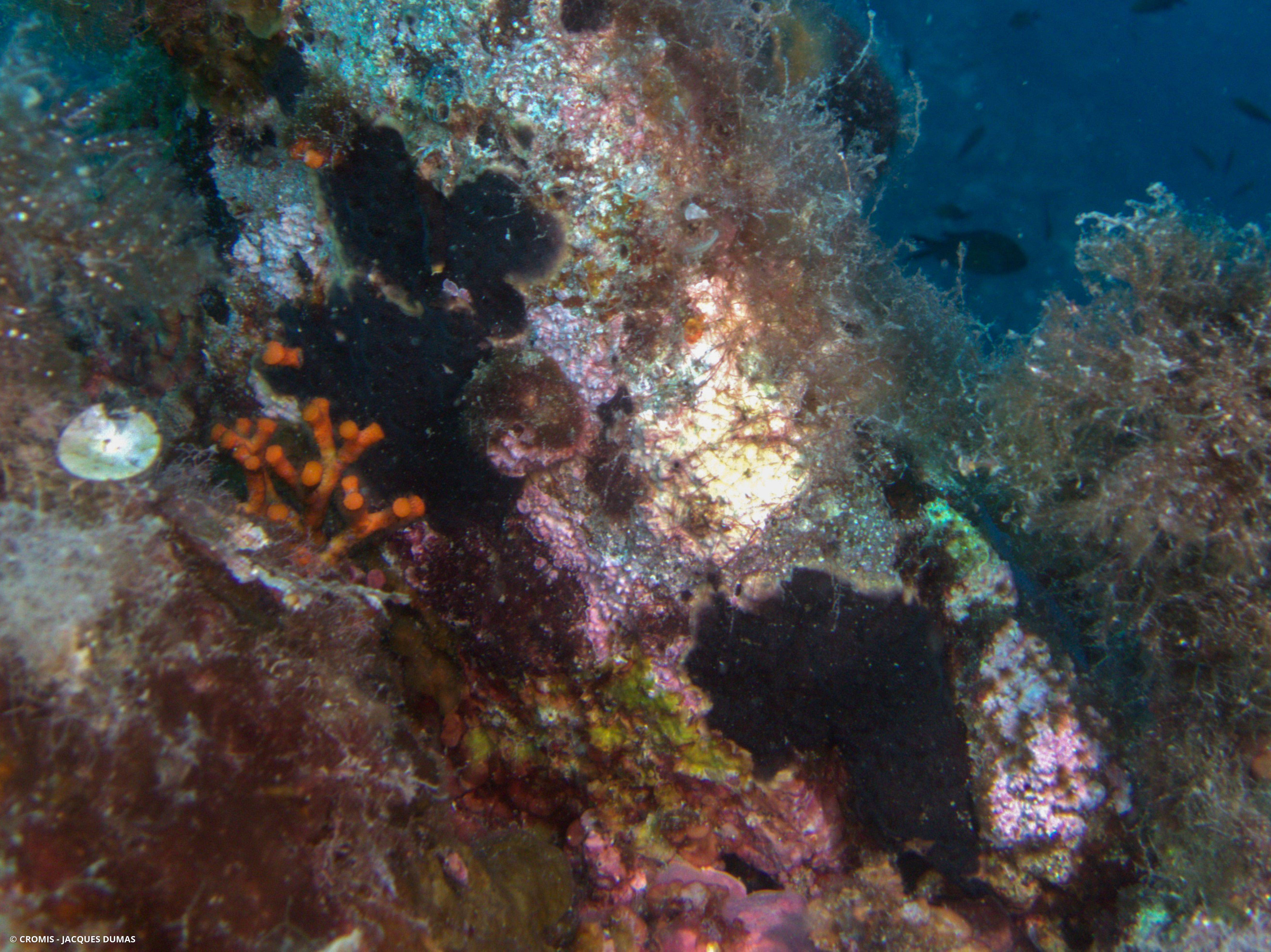 Bryozoaire encroûtant noir