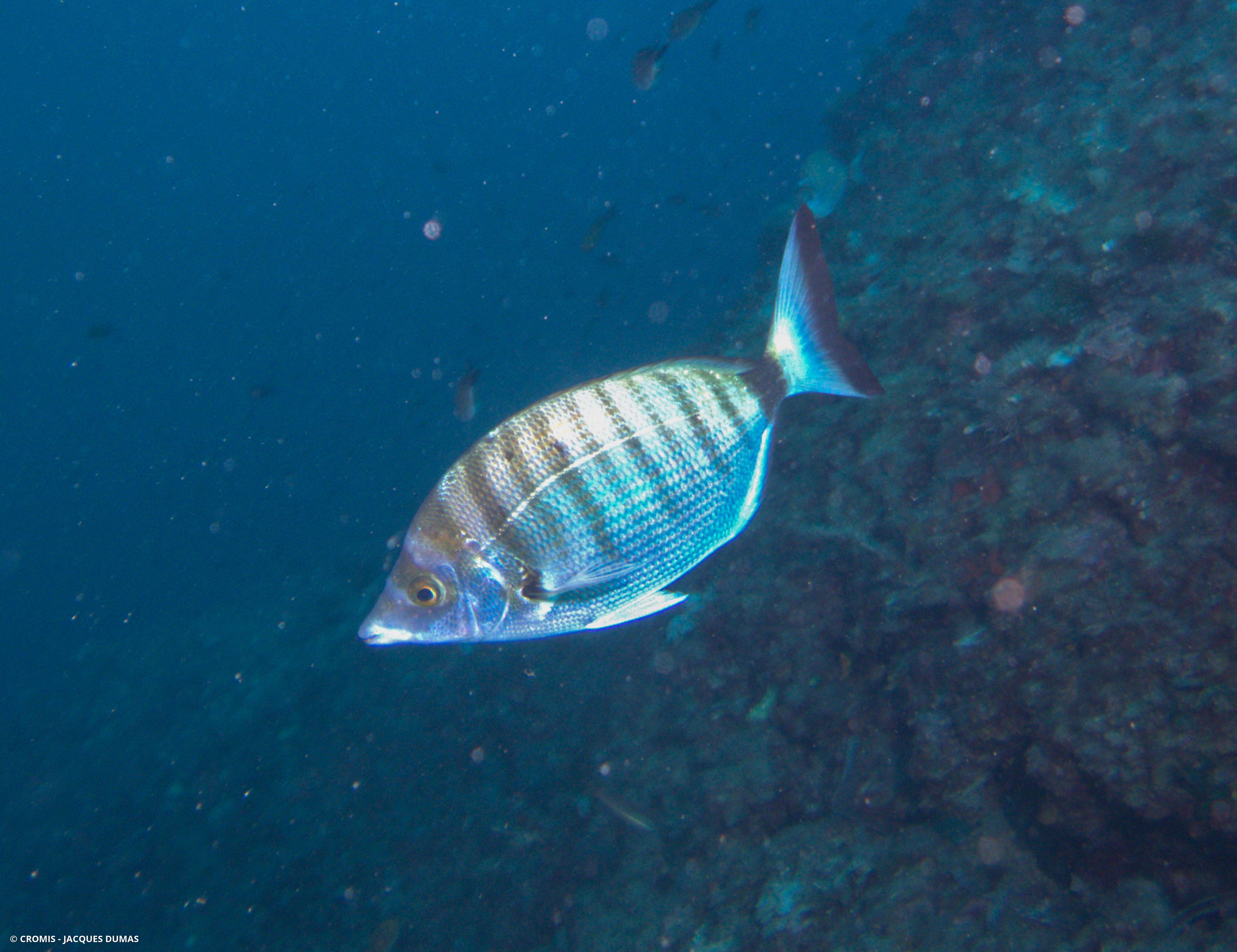 Sar à museau pointu