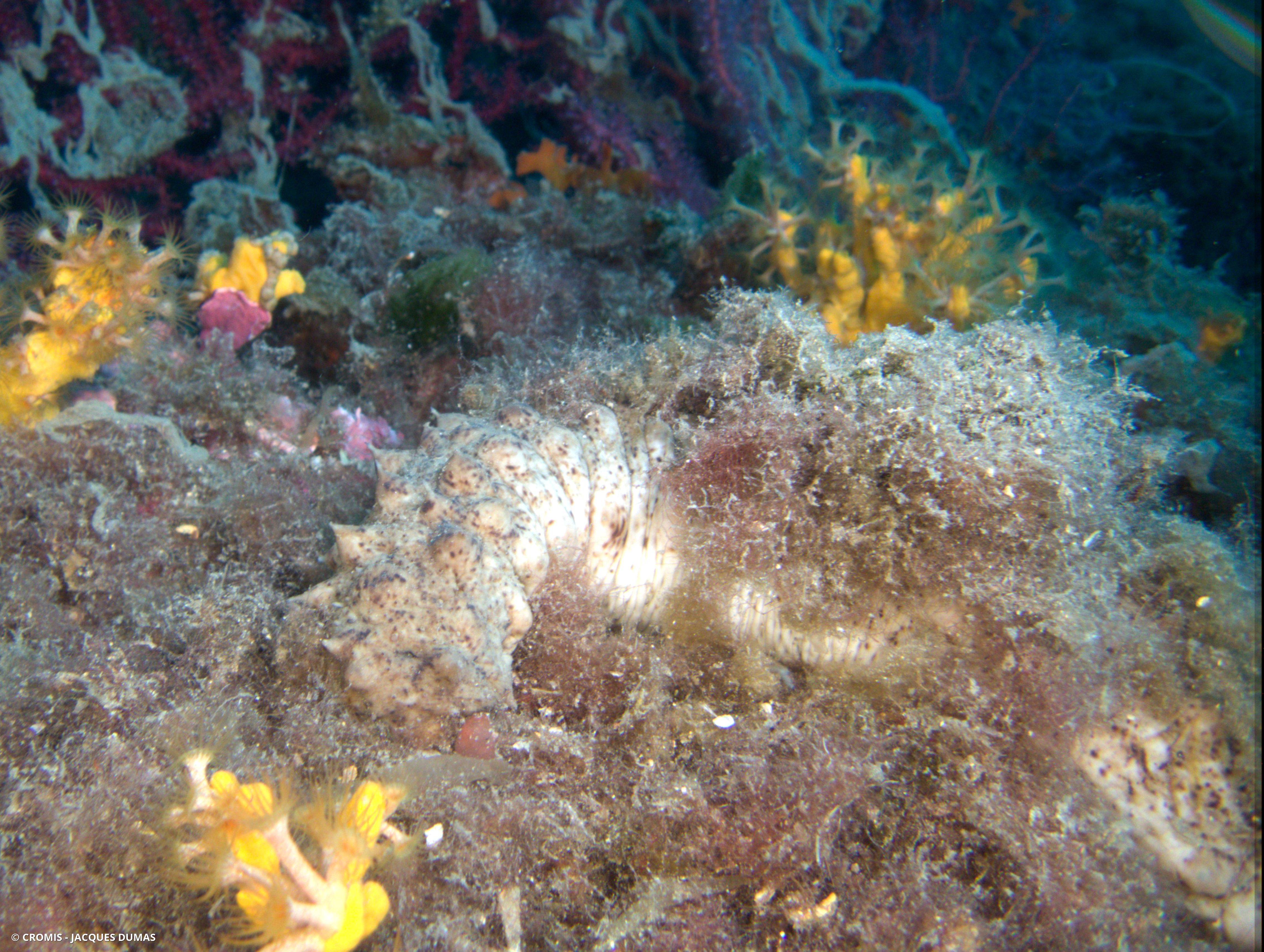 Holothurie tubuleuse