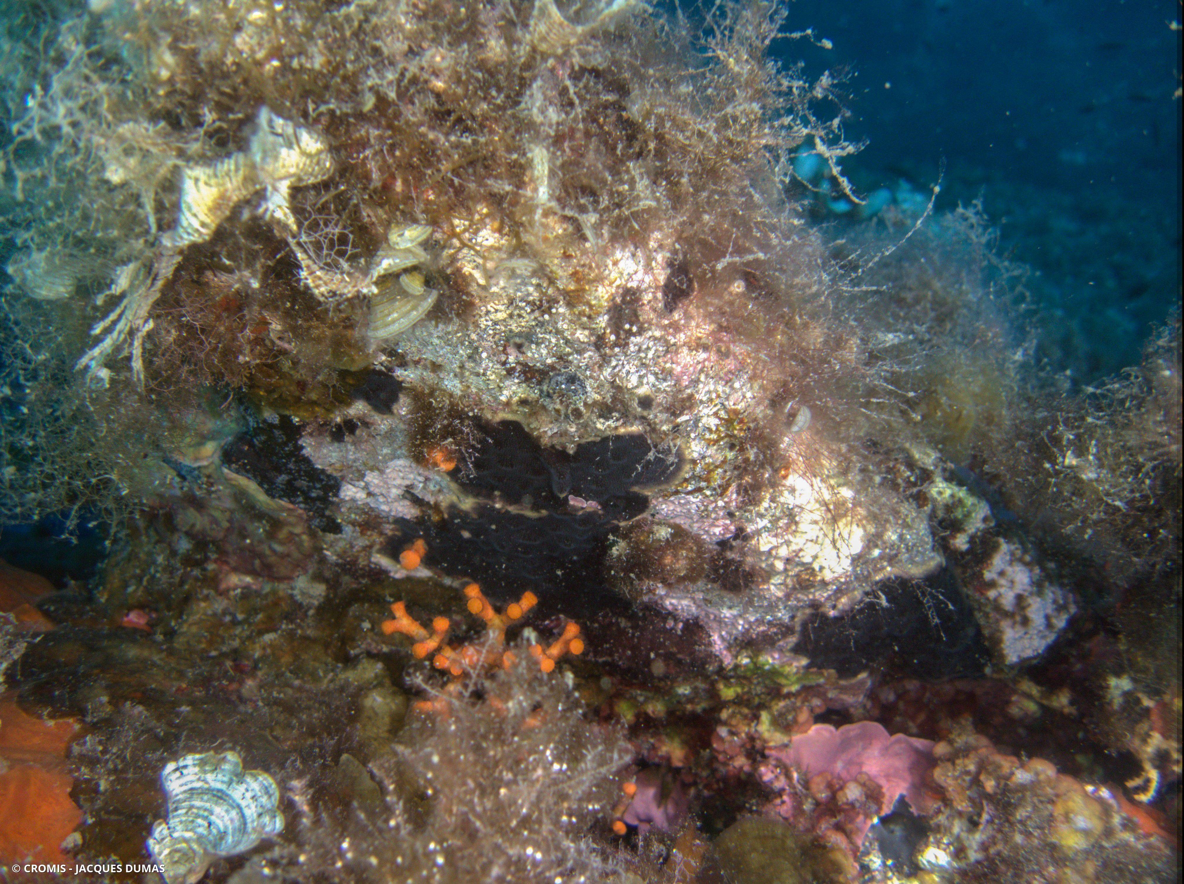 Bryozoaire encroûtant noir