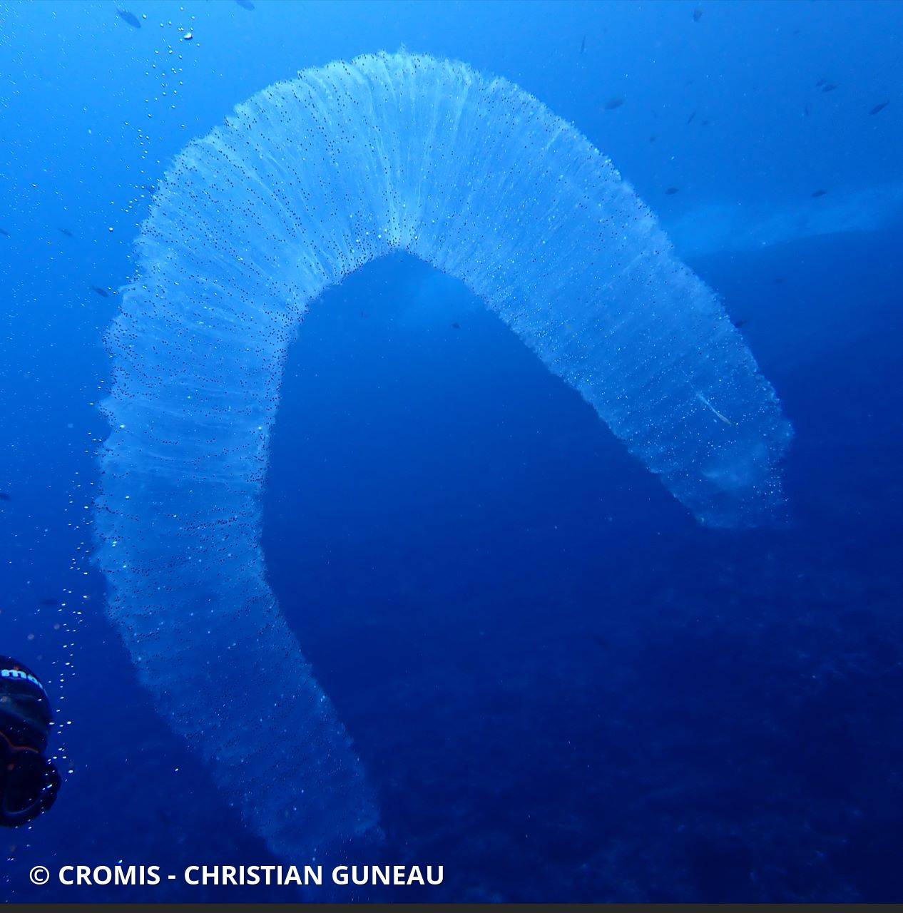 Pyrosome
